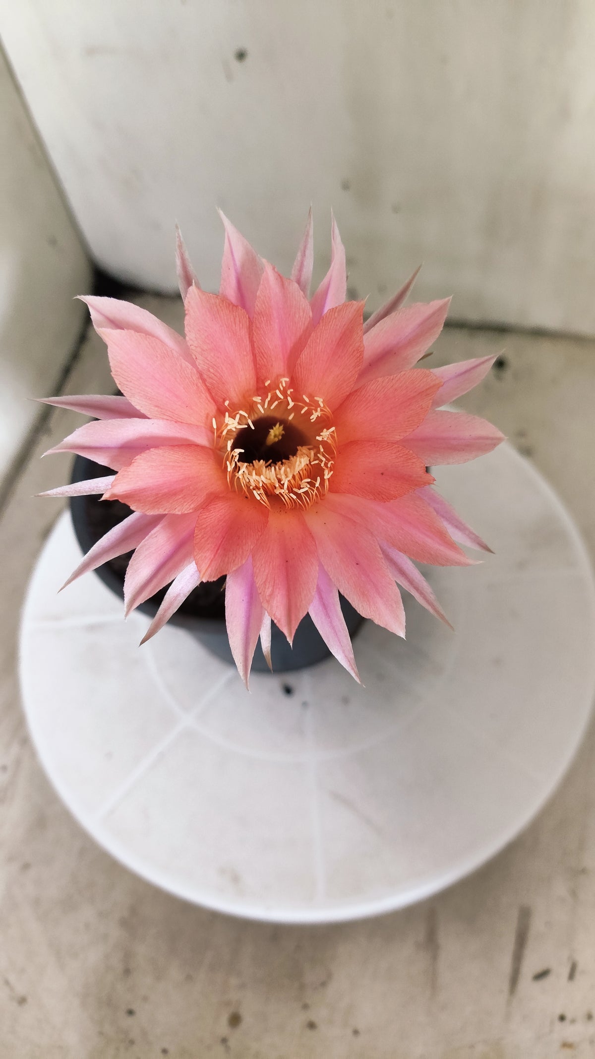 Cactos ECHINOPSIS  "Colônia"  Nº 91 – vaso 15