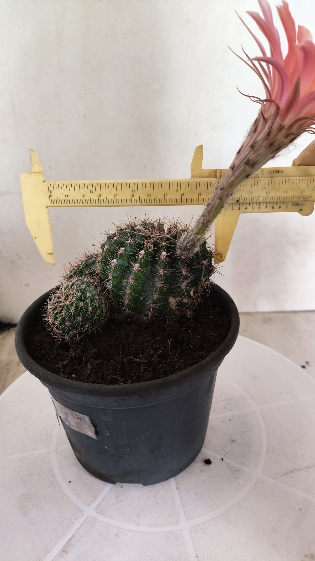 Cactos ECHINOPSIS  "Colônia"  Nº 91 – vaso 15