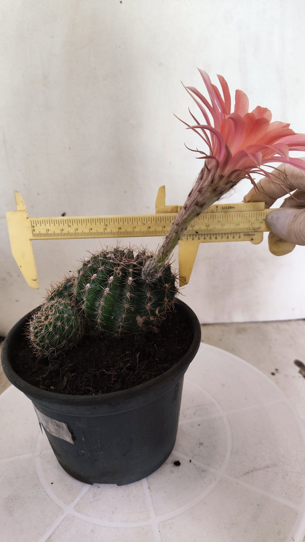 Cactos ECHINOPSIS  "Colônia"  Nº 91 – vaso 15