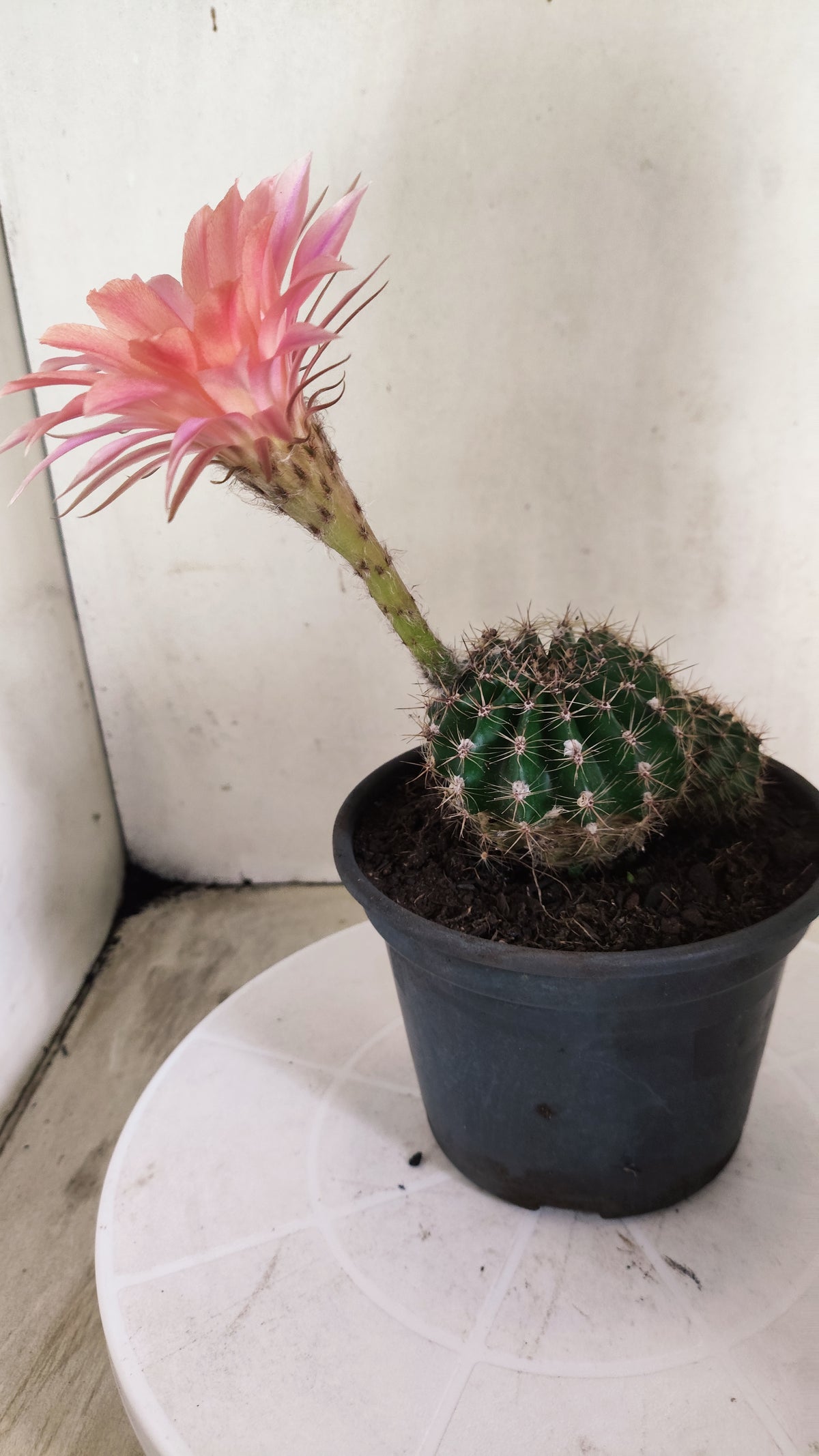 Cactos ECHINOPSIS  "Colônia"  Nº 91 – vaso 15