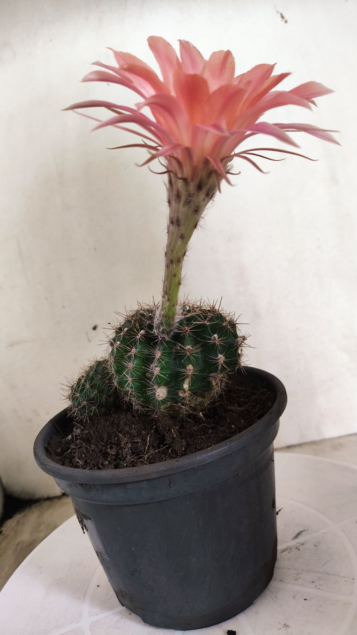 Cactos ECHINOPSIS  "Colônia"  Nº 91 – vaso 15
