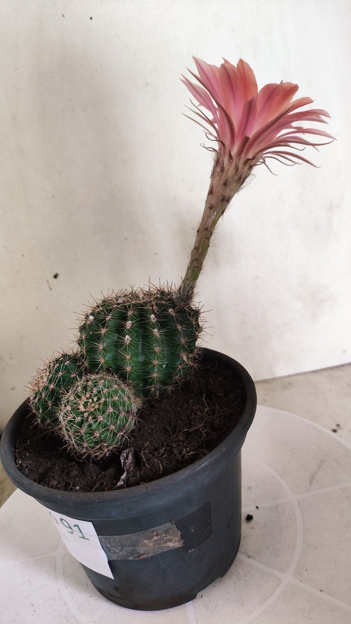 Cactos ECHINOPSIS  "Colônia"  Nº 91 – vaso 15