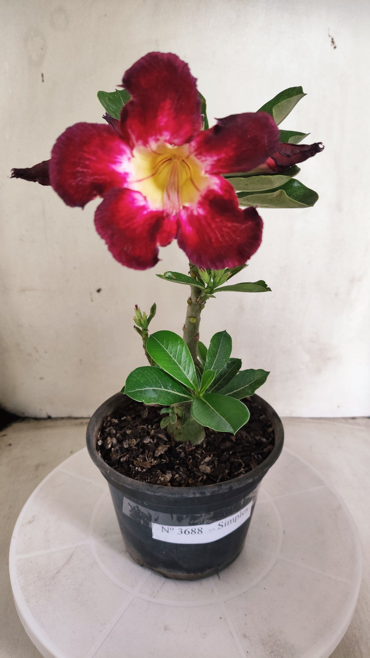 Planta Simples 3688 – 25cm – 01 ano - vaso 15