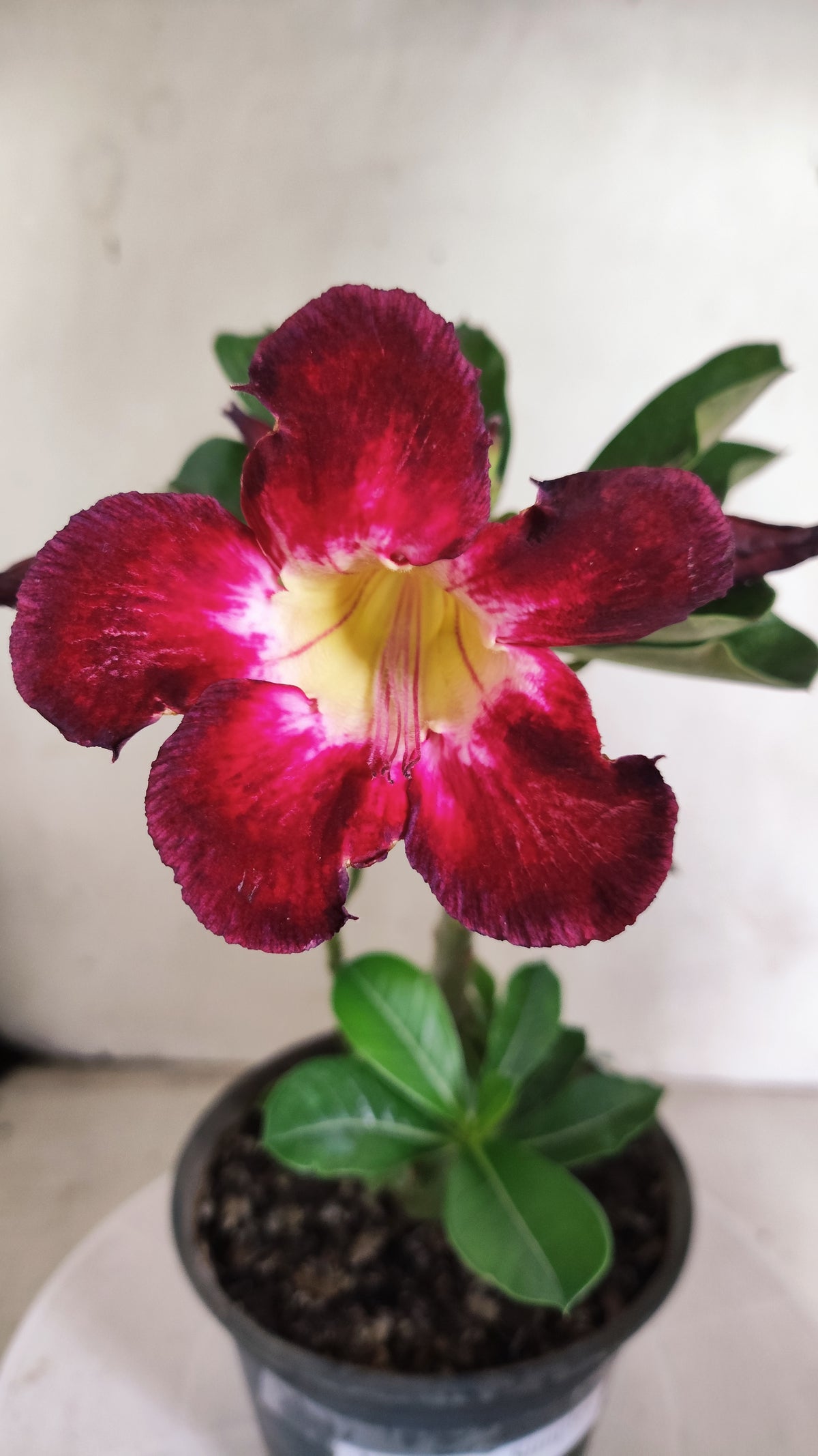 Planta Simples 3688 – 25cm – 01 ano - vaso 15