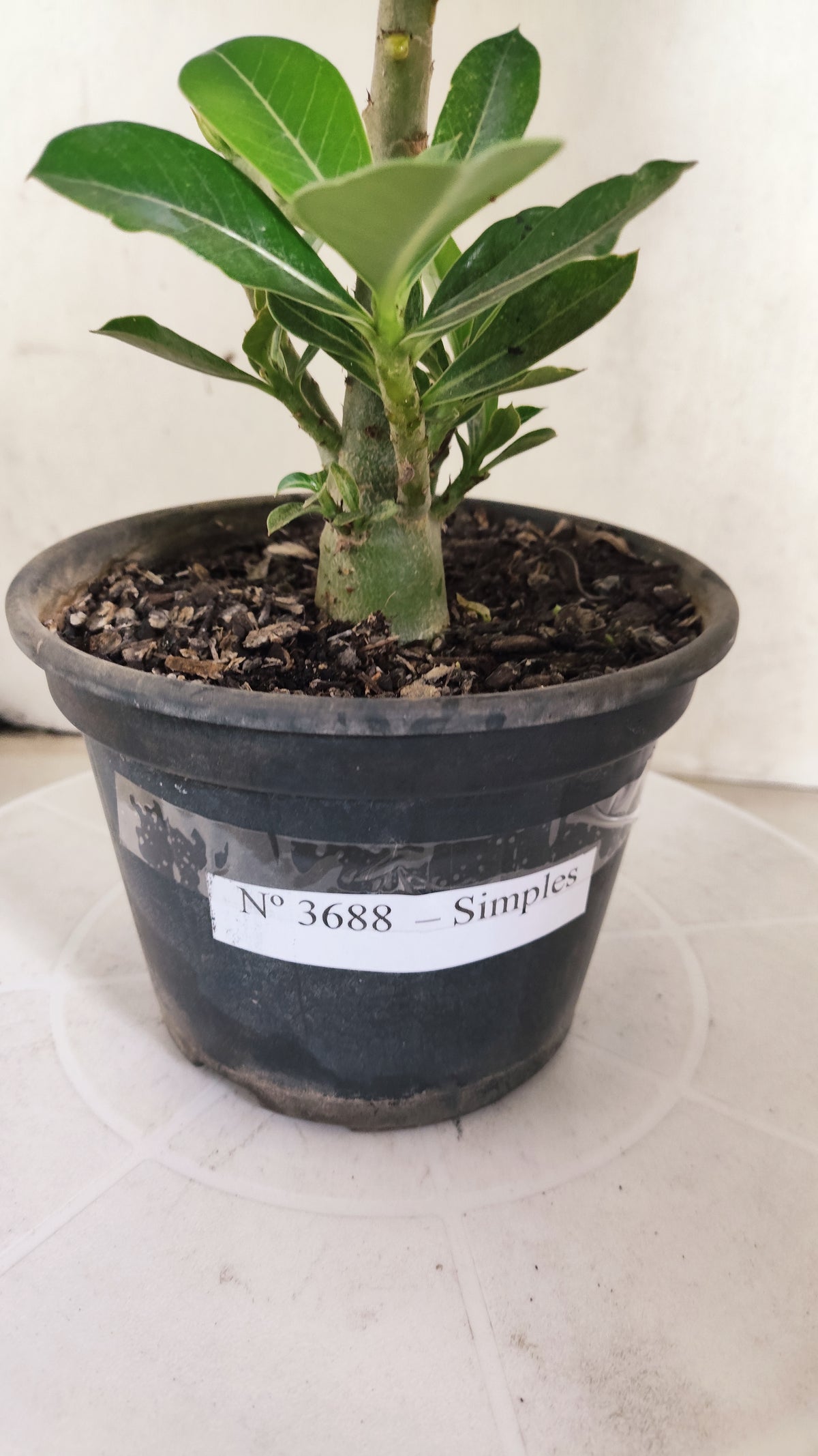 Planta Simples 3688 – 25cm – 01 ano - vaso 15