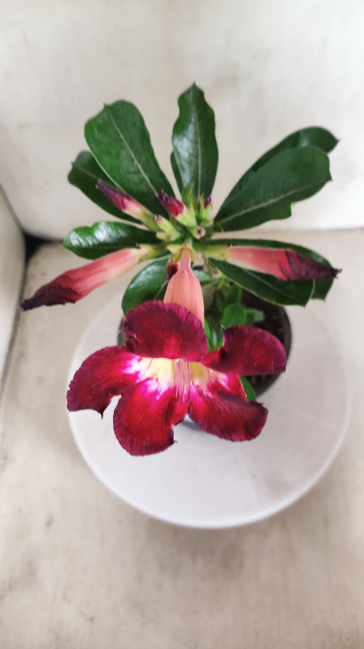 Planta Simples 3688 – 25cm – 01 ano - vaso 15