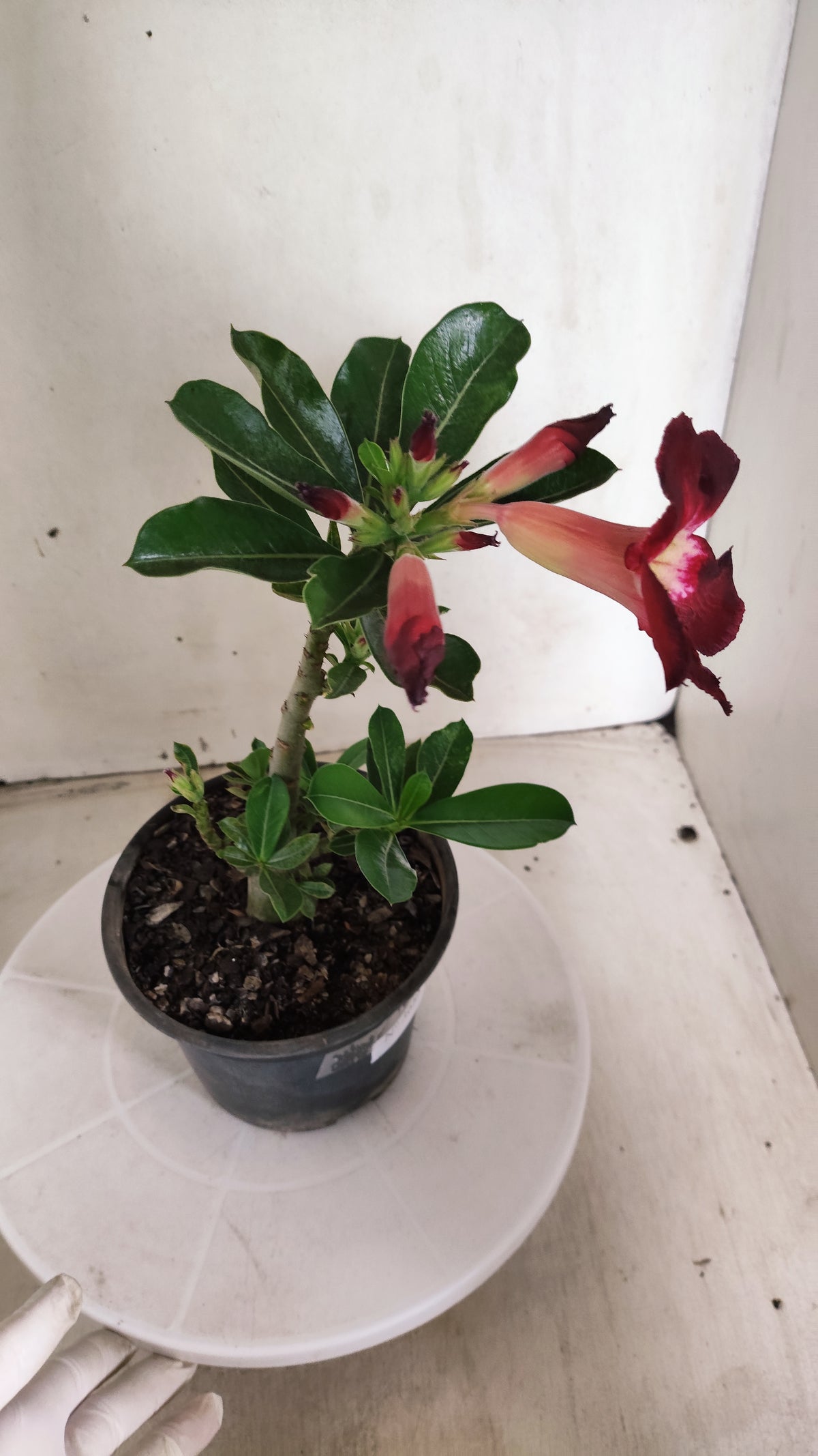 Planta Simples 3688 – 25cm – 01 ano - vaso 15