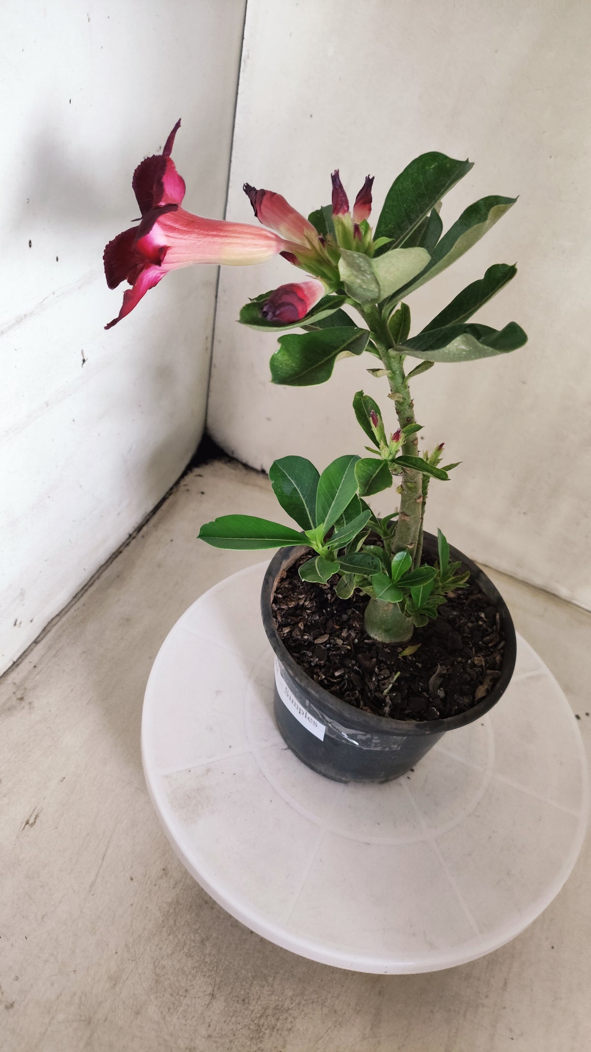 Planta Simples 3688 – 25cm – 01 ano - vaso 15