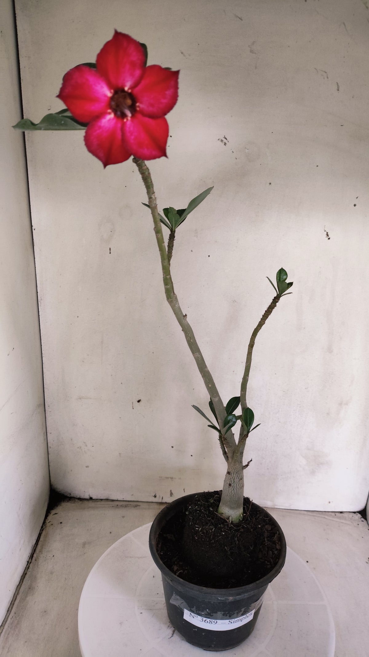 Planta Simples 3689 – 30cm – 01 ano - vaso 15