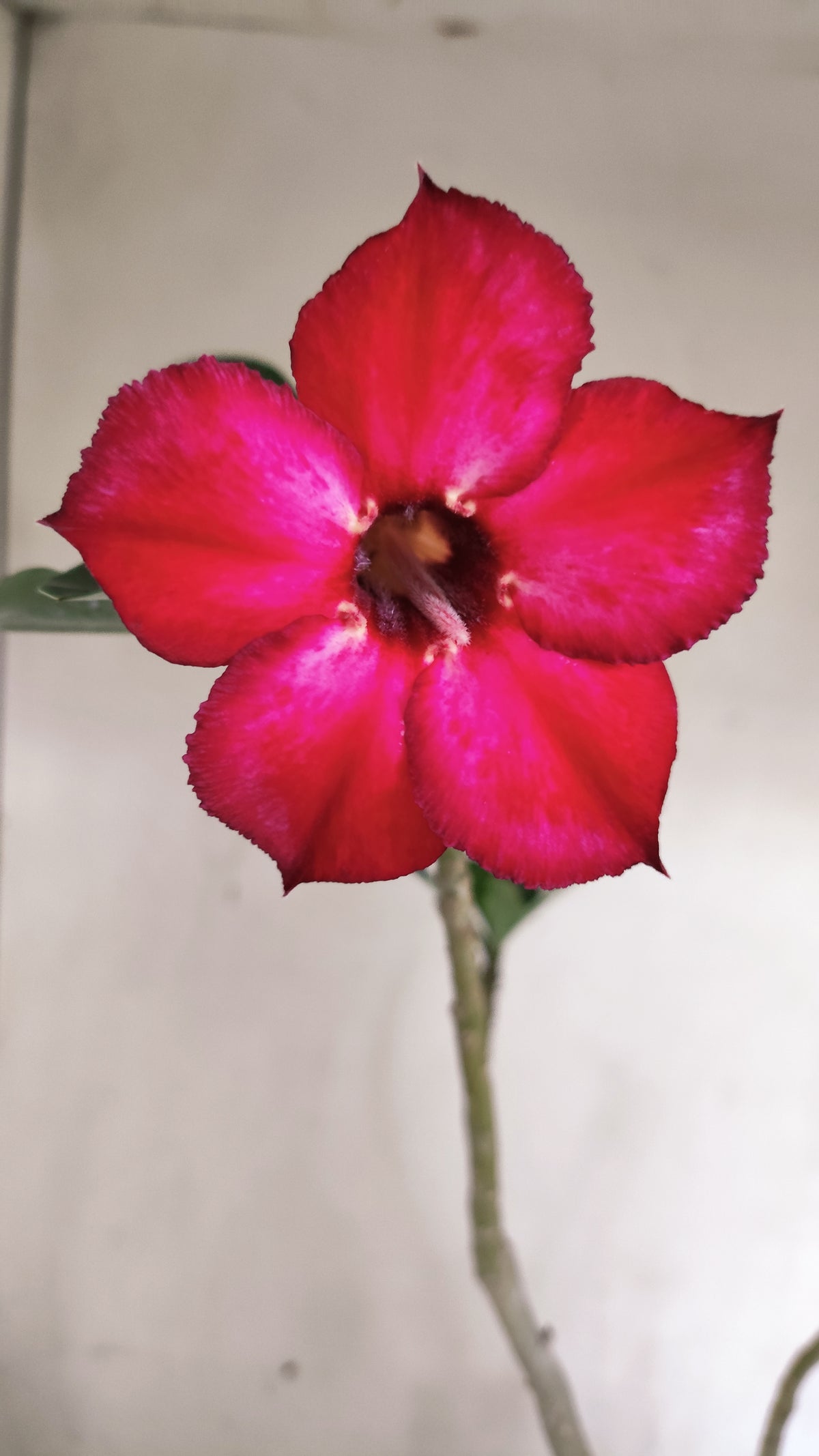 Planta Simples 3689 – 30cm – 01 ano - vaso 15