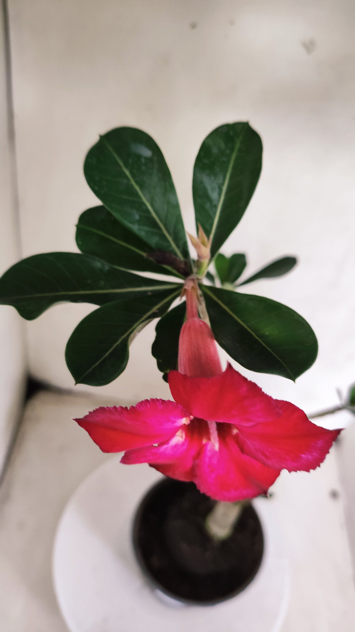 Planta Simples 3689 – 30cm – 01 ano - vaso 15