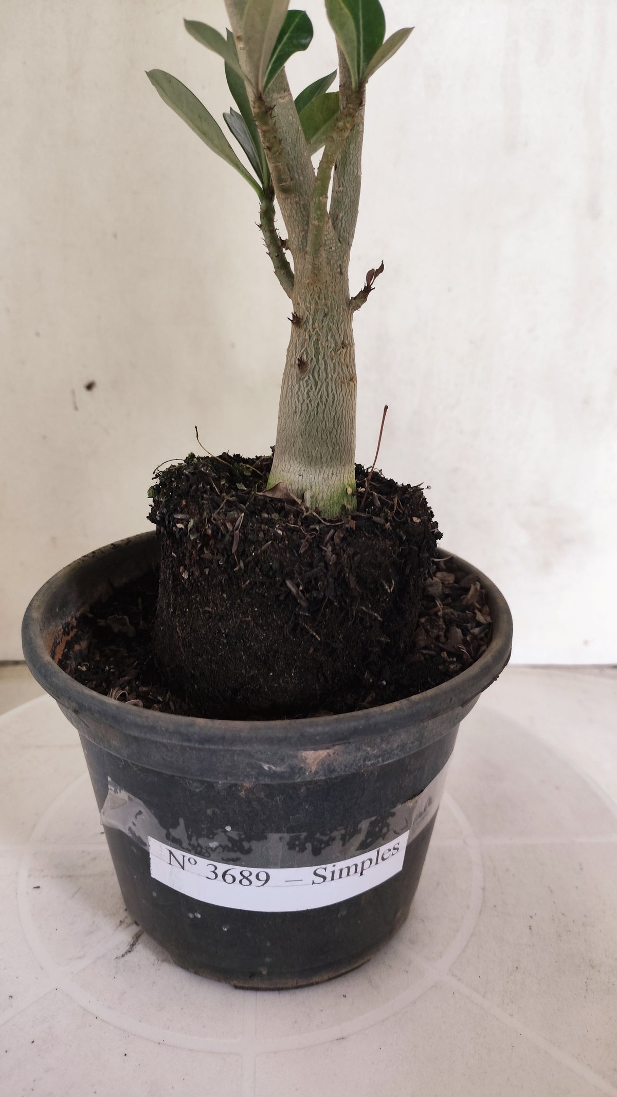 Planta Simples 3689 – 30cm – 01 ano - vaso 15