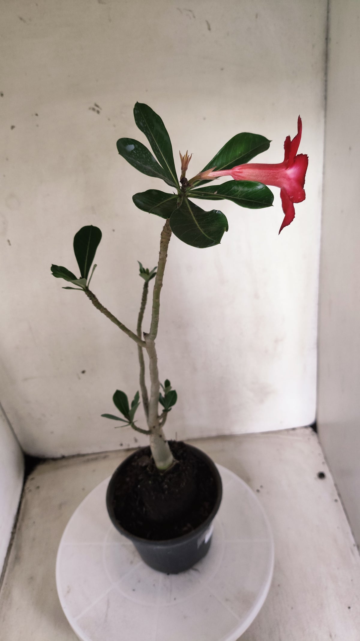 Planta Simples 3689 – 30cm – 01 ano - vaso 15