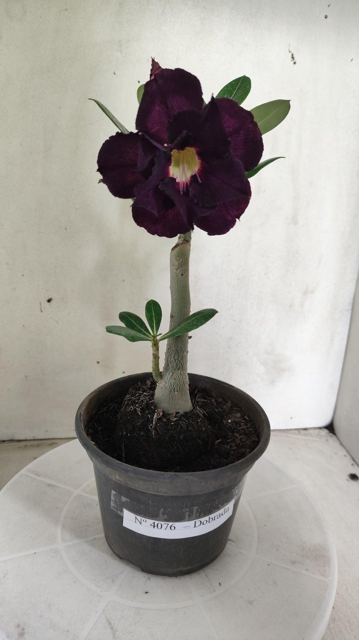 Planta Dobrada 4076 –  25cm – 01 ano - Vaso 15
