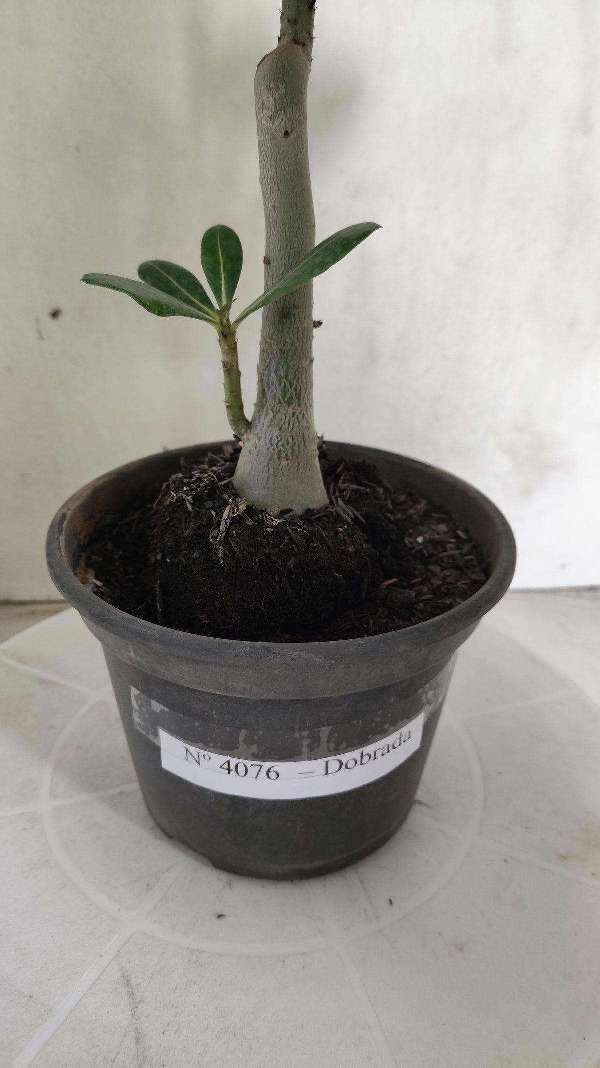 Planta Dobrada 4076 –  25cm – 01 ano - Vaso 15