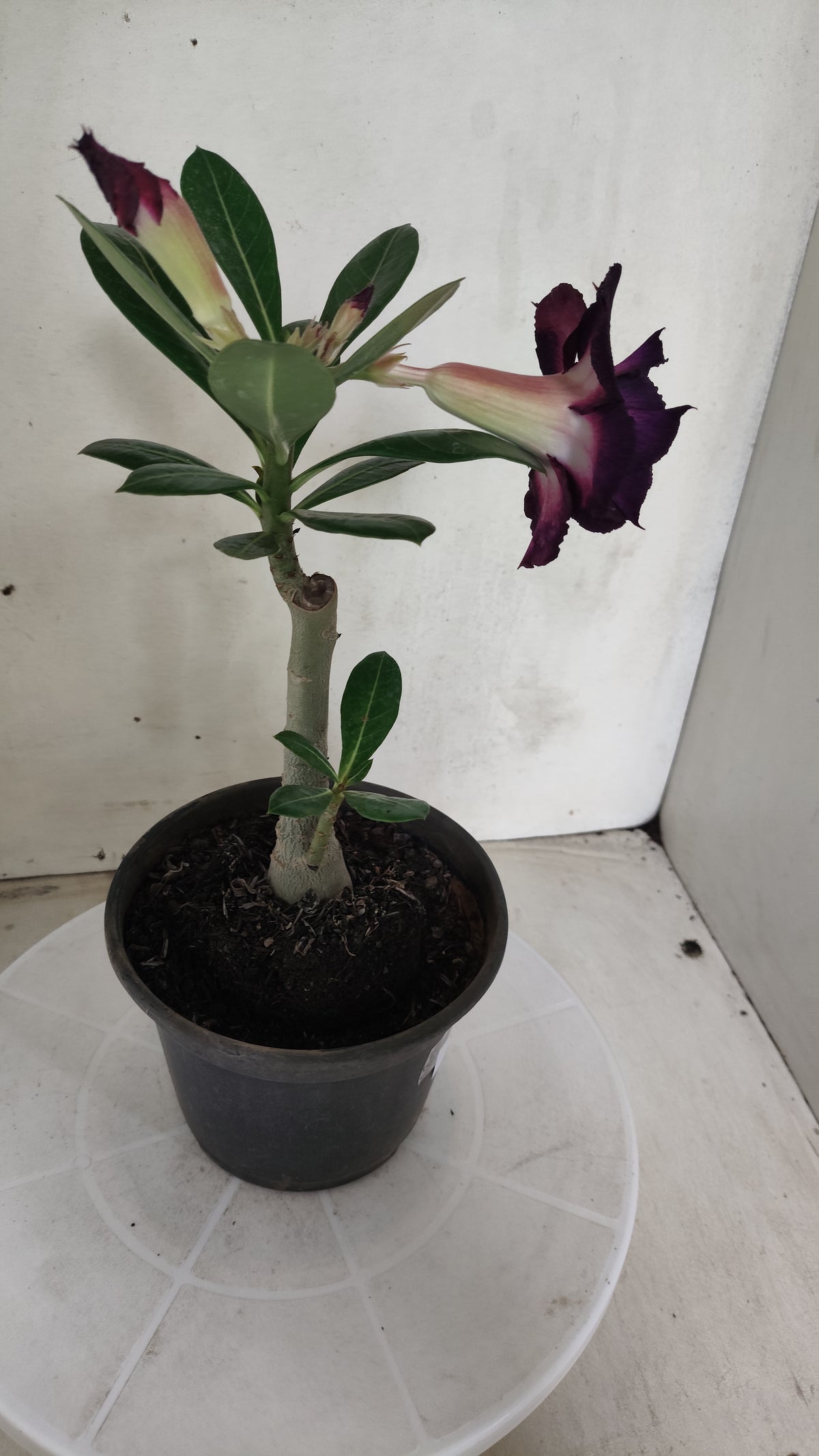 Planta Dobrada 4076 –  25cm – 01 ano - Vaso 15