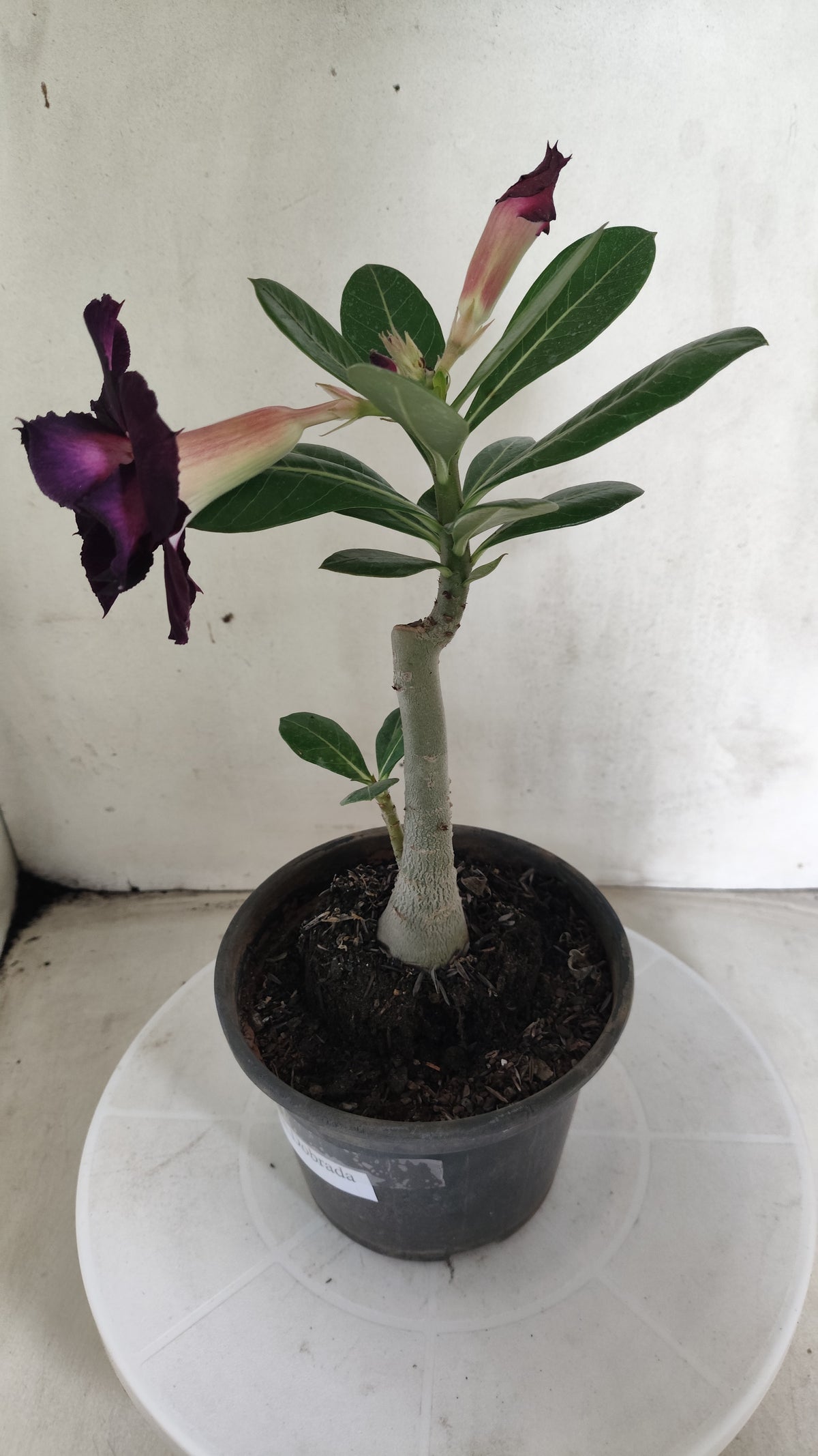 Planta Dobrada 4076 –  25cm – 01 ano - Vaso 15