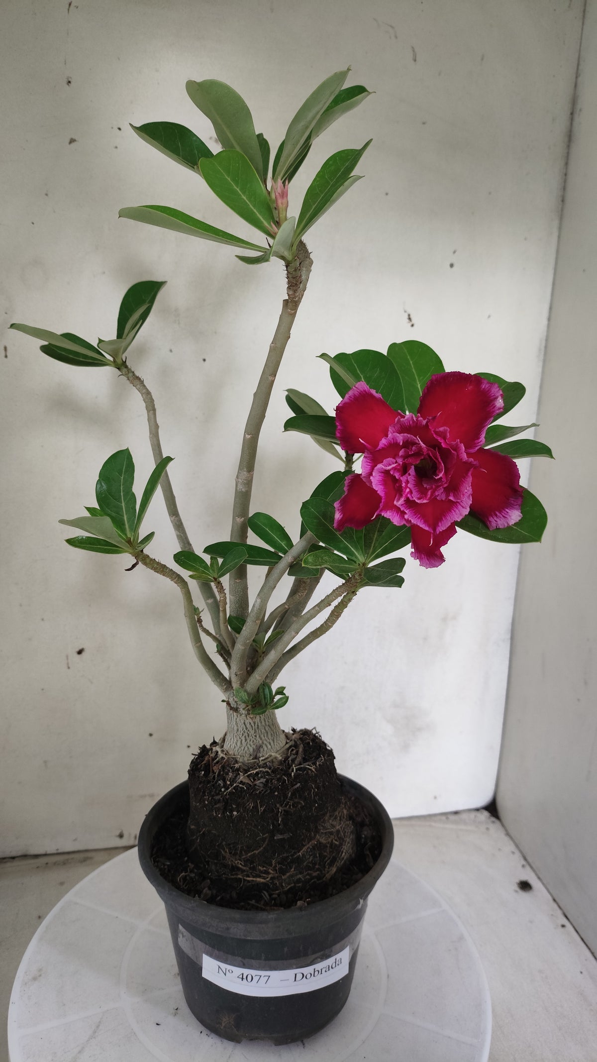 Planta Dobrada 4077 –  35cm – 03 anos - Vaso 15