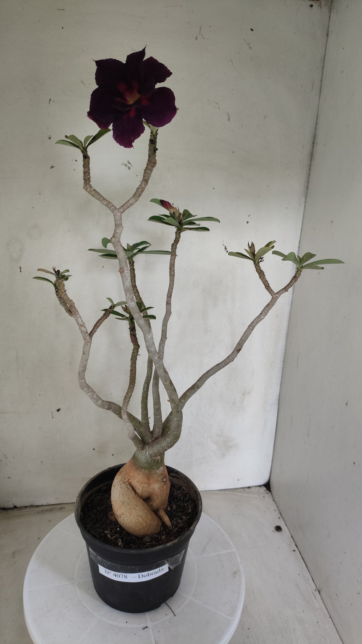 Planta Dobrada 4078 –  40cm – 03 anos - Vaso 15