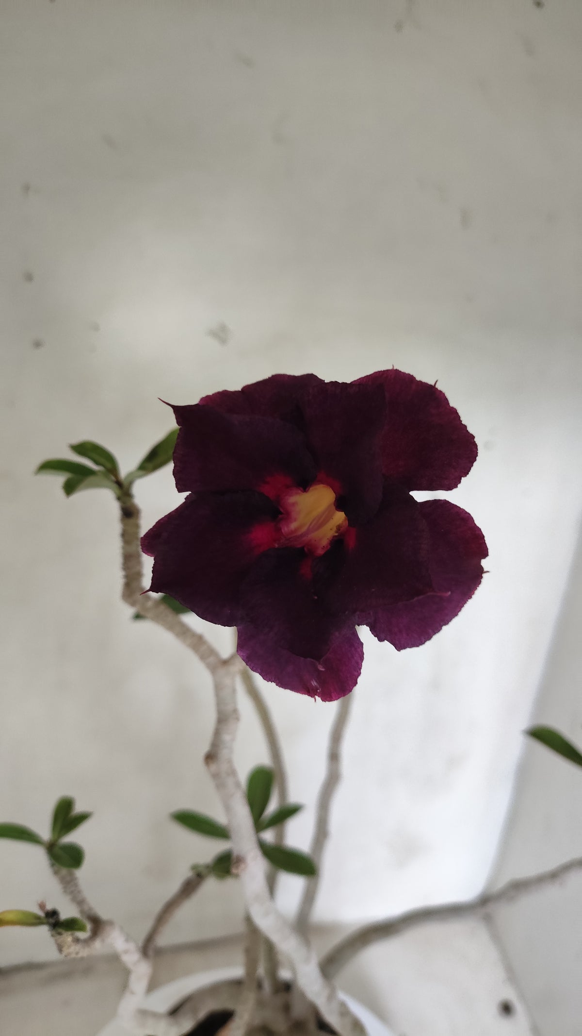 Planta Dobrada 4078 –  40cm – 03 anos - Vaso 15