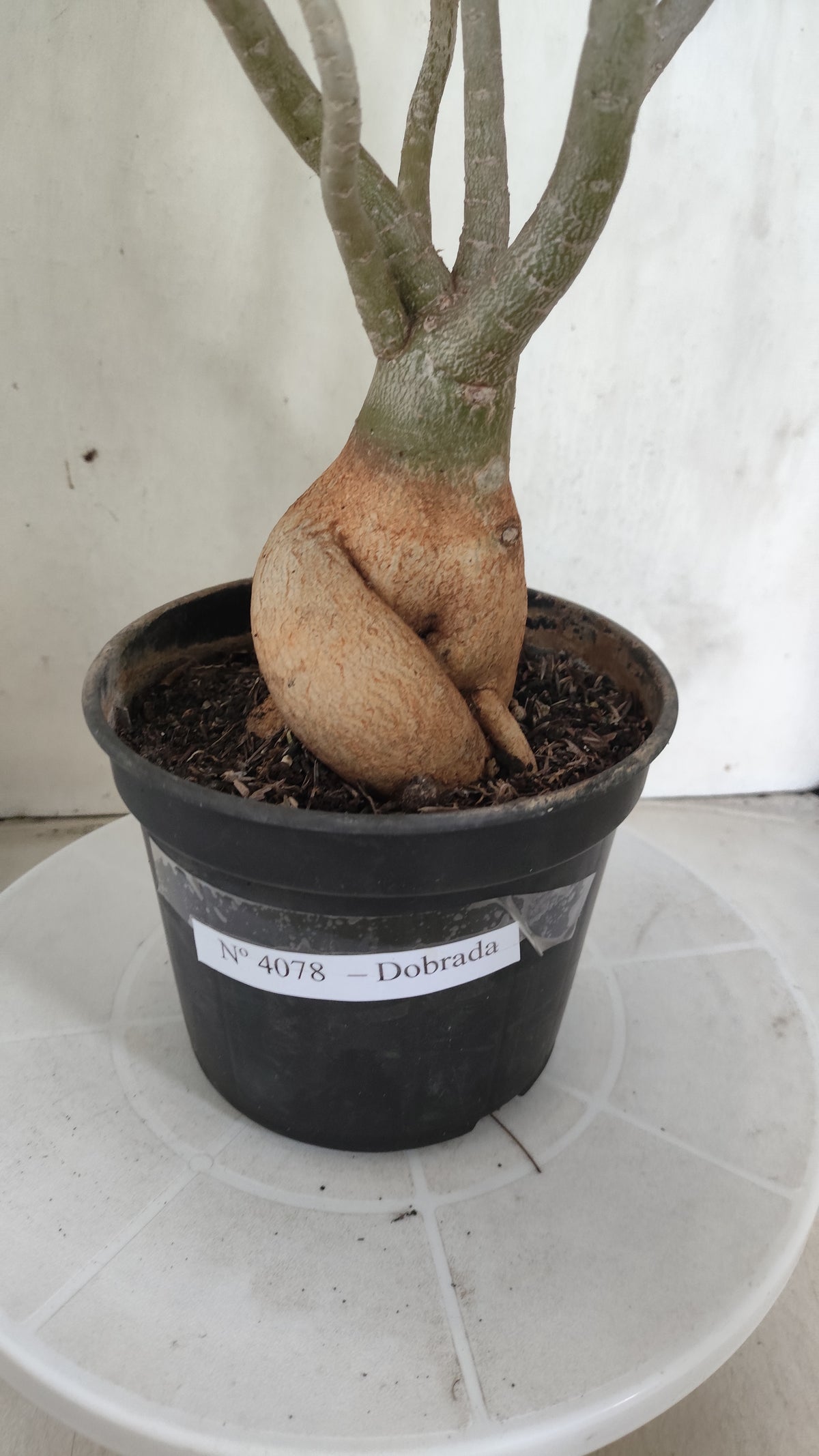 Planta Dobrada 4078 –  40cm – 03 anos - Vaso 15