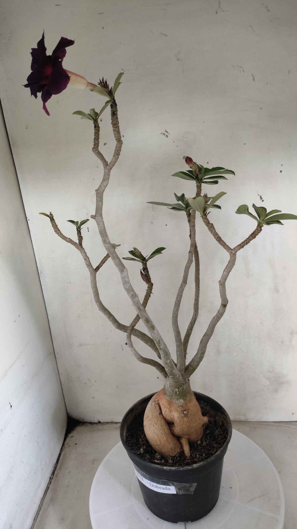 Planta Dobrada 4078 –  40cm – 03 anos - Vaso 15