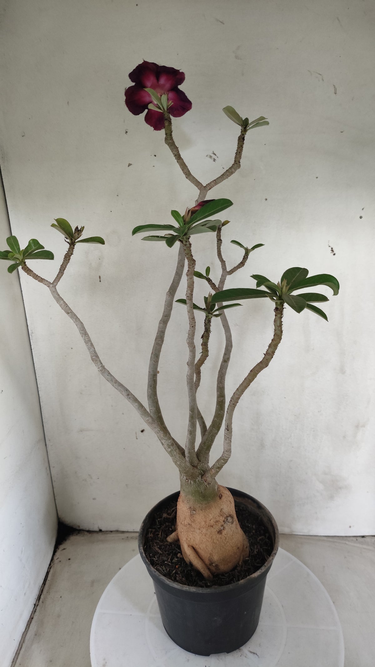 Planta Dobrada 4078 –  40cm – 03 anos - Vaso 15