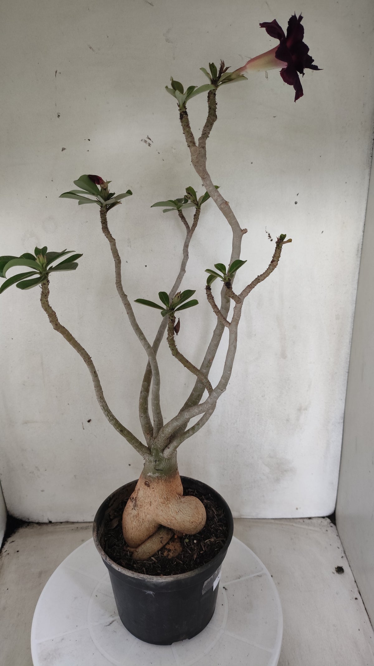 Planta Dobrada 4078 –  40cm – 03 anos - Vaso 15