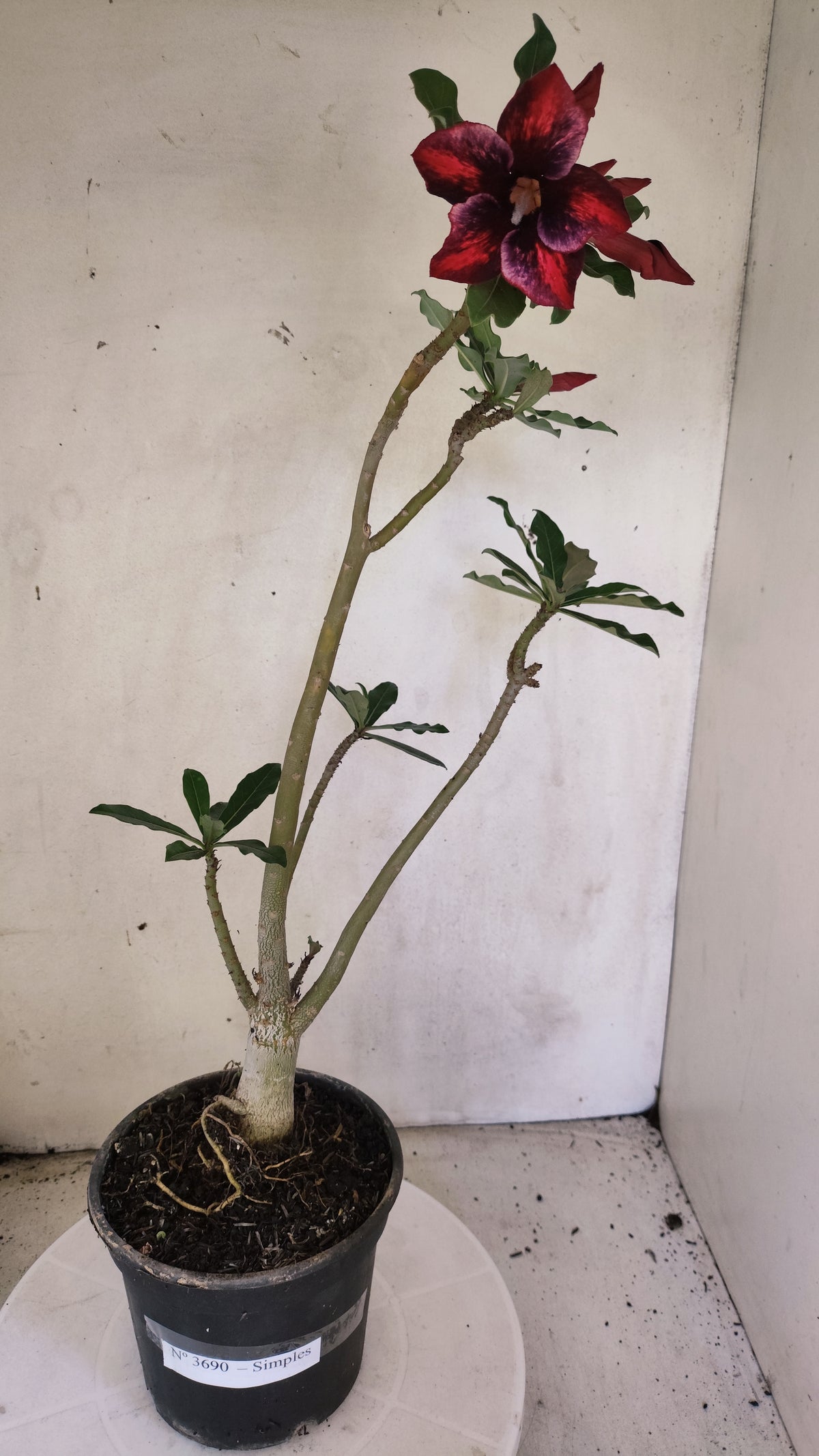 Planta Simples 3690 – 40cm – 03 anos - vaso 15