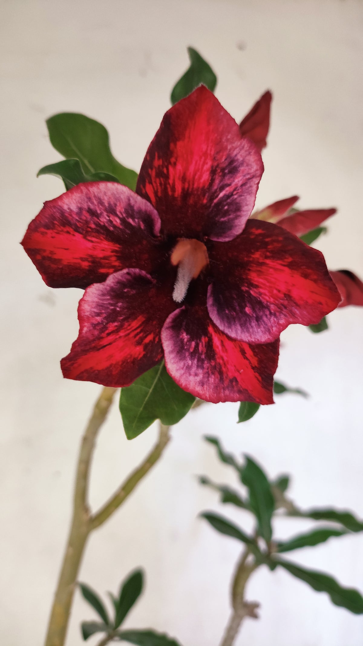 Planta Simples 3690 – 40cm – 03 anos - vaso 15