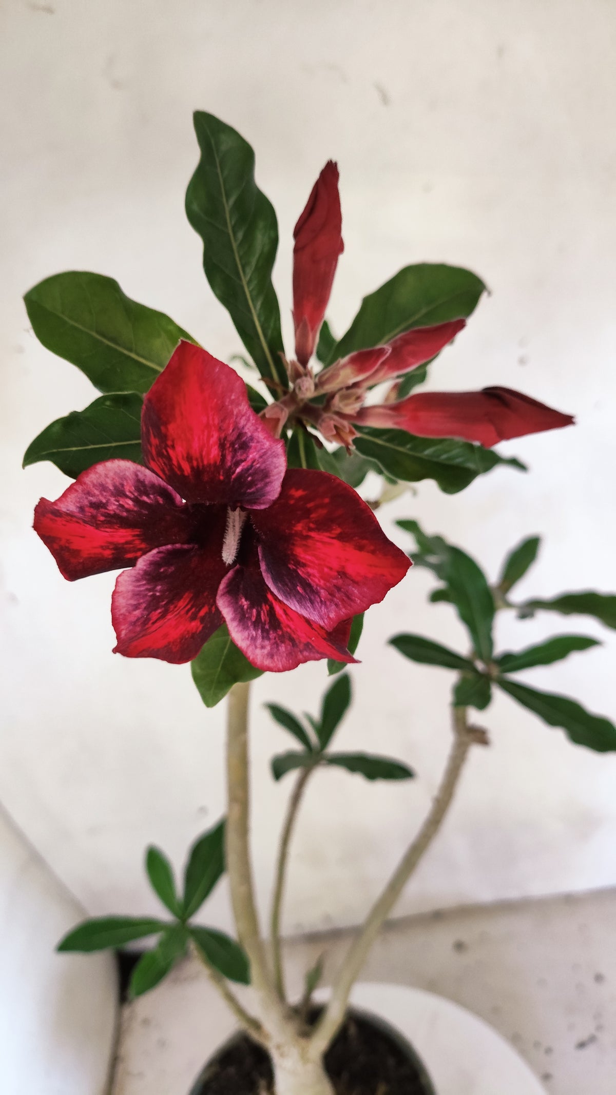 Planta Simples 3690 – 40cm – 03 anos - vaso 15