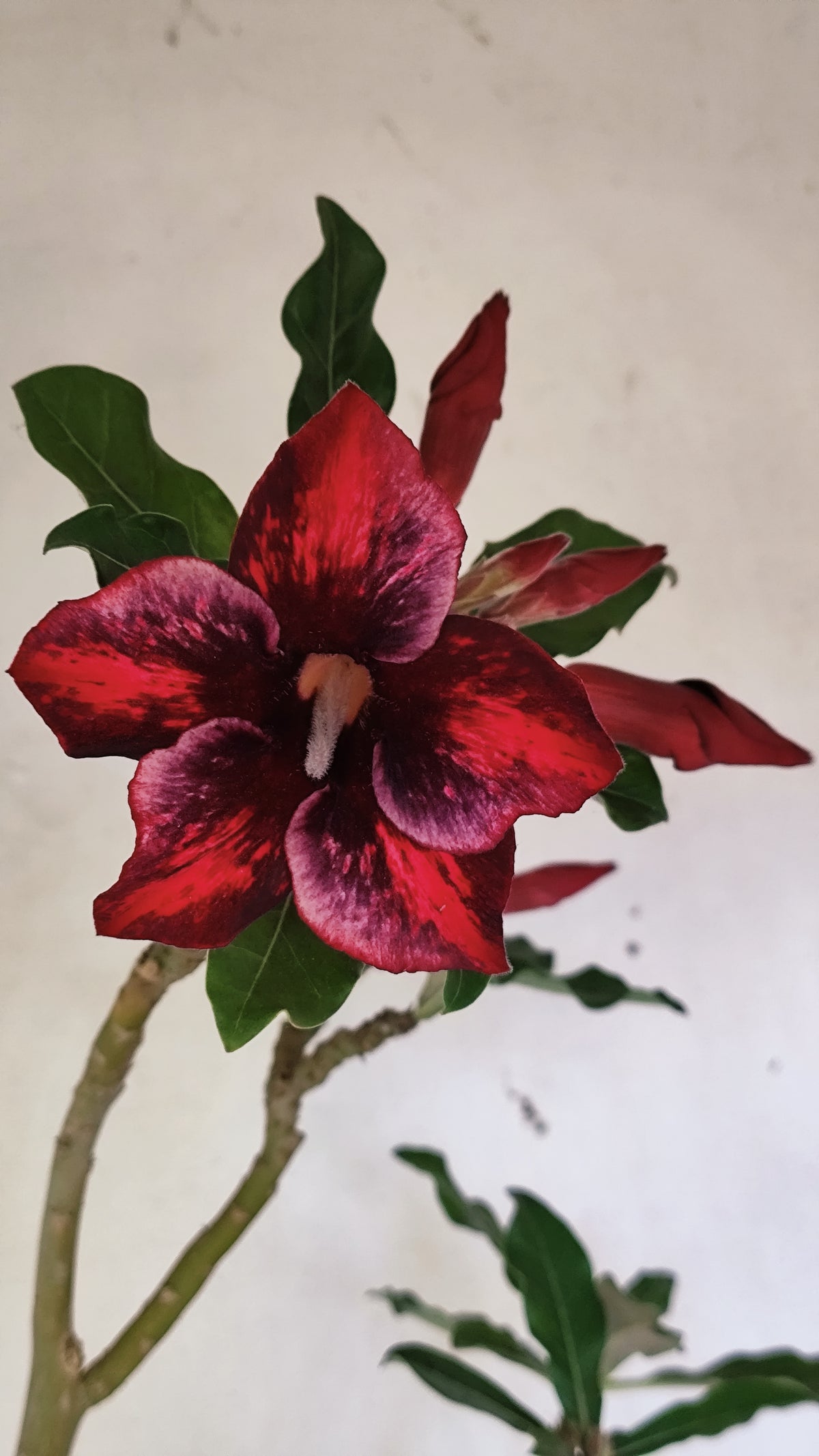 Planta Simples 3690 – 40cm – 03 anos - vaso 15