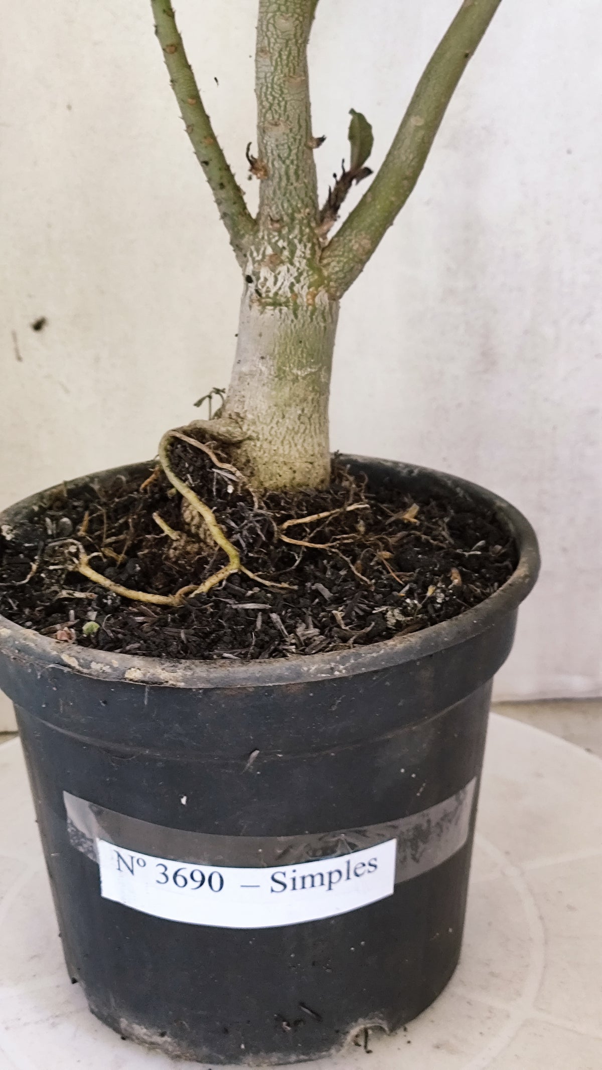 Planta Simples 3690 – 40cm – 03 anos - vaso 15