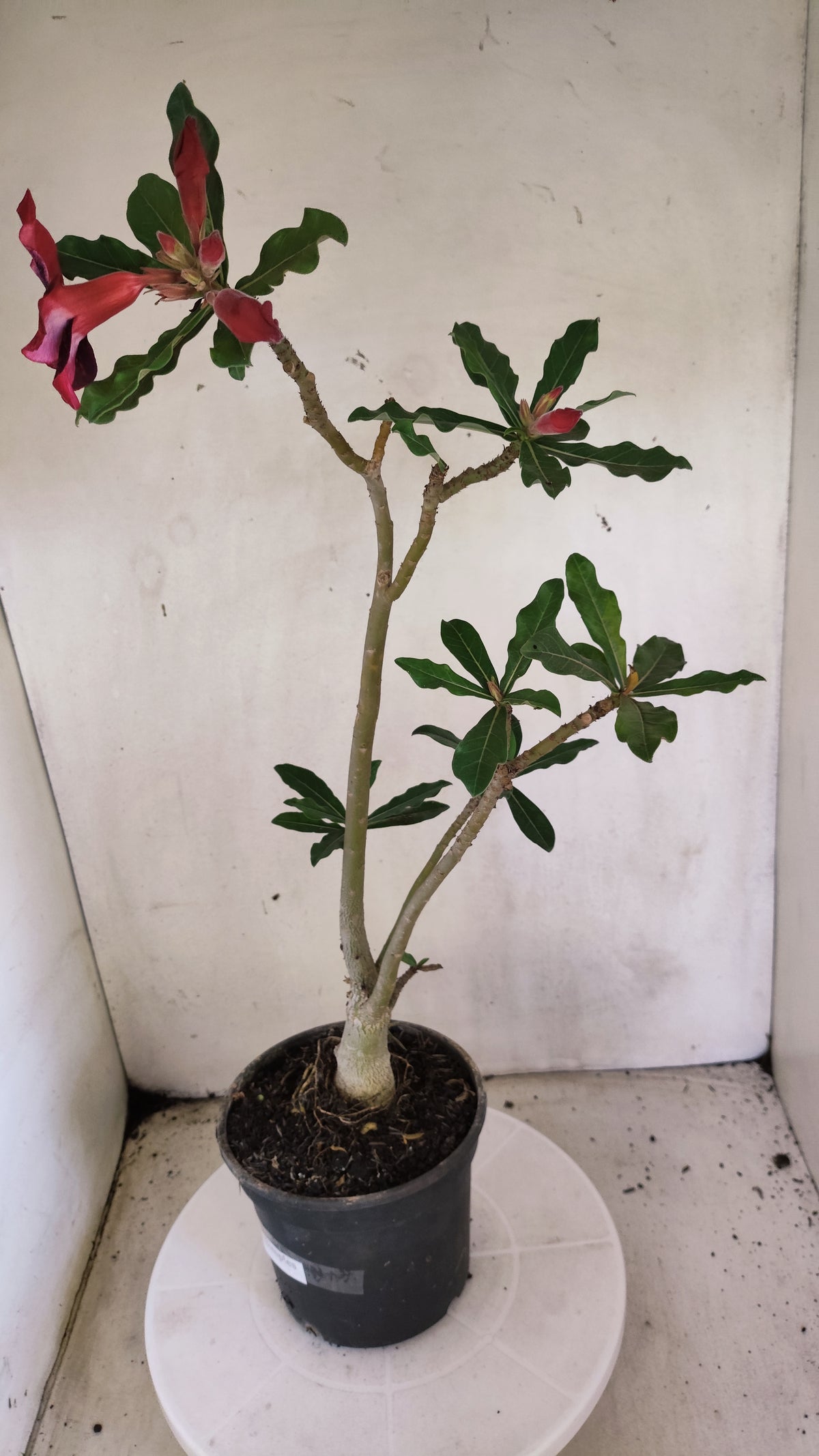 Planta Simples 3690 – 40cm – 03 anos - vaso 15
