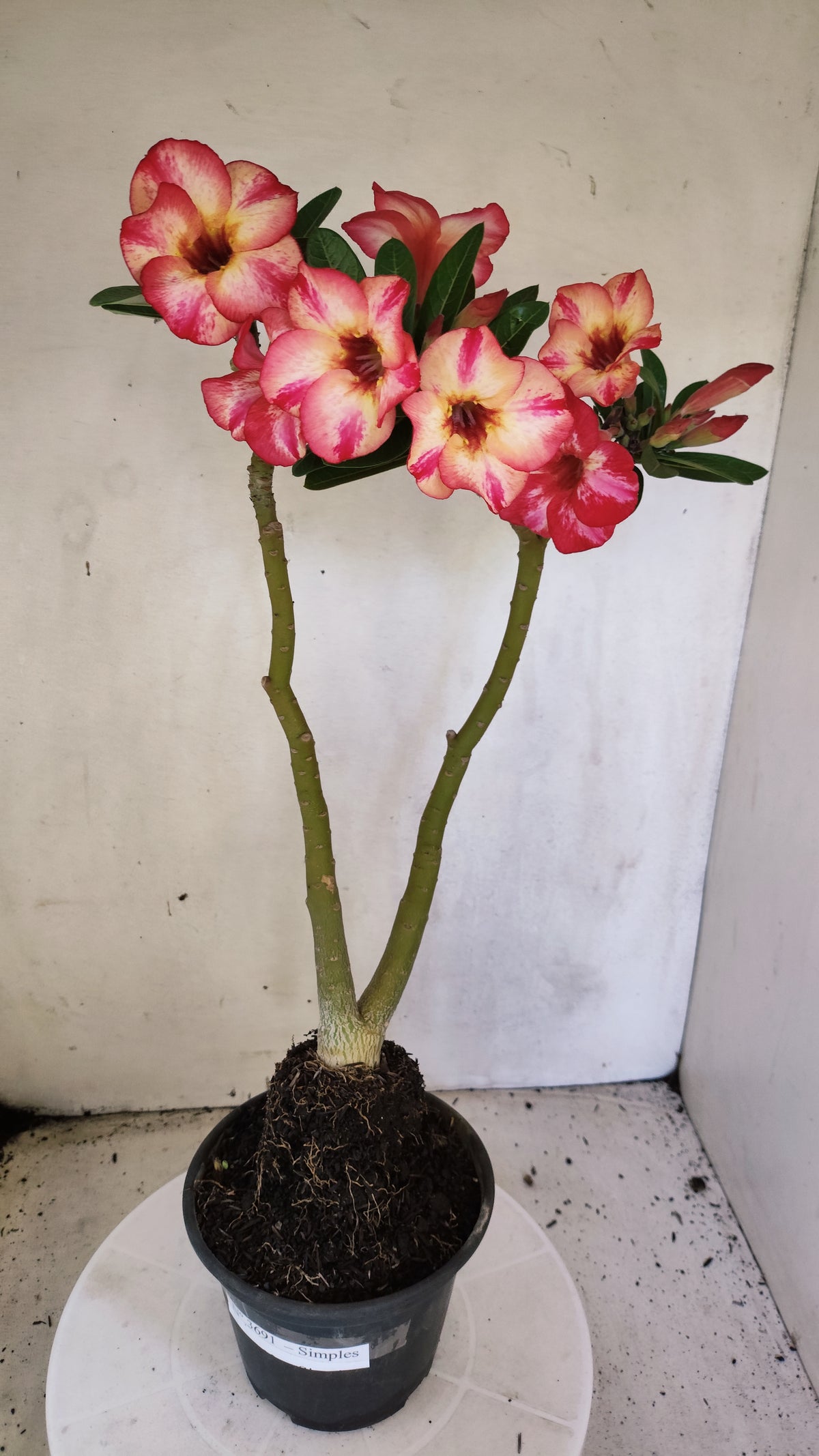 Planta Simples 3691 – 35cm – 03 anos - vaso 15