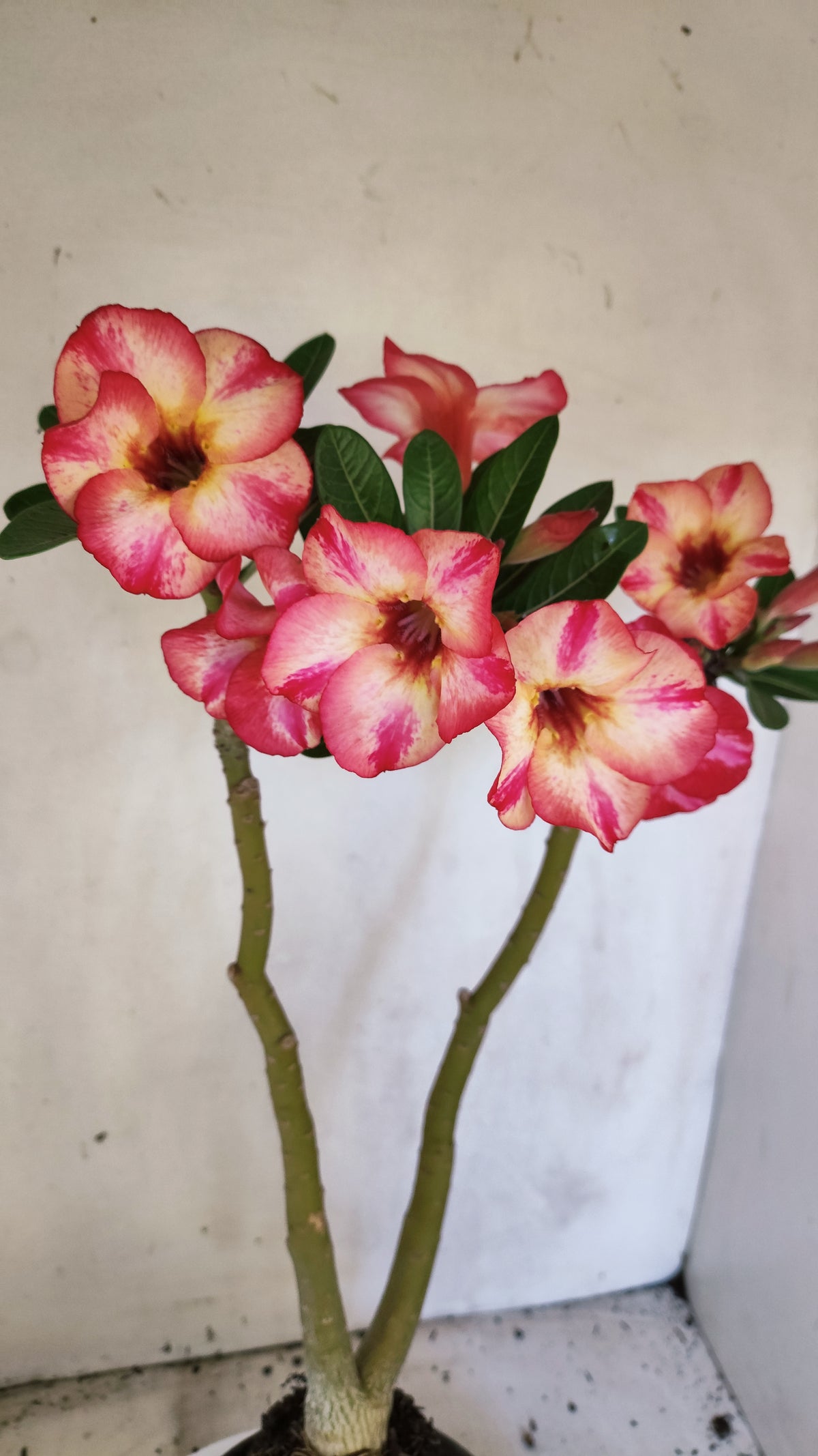 Planta Simples 3691 – 35cm – 03 anos - vaso 15