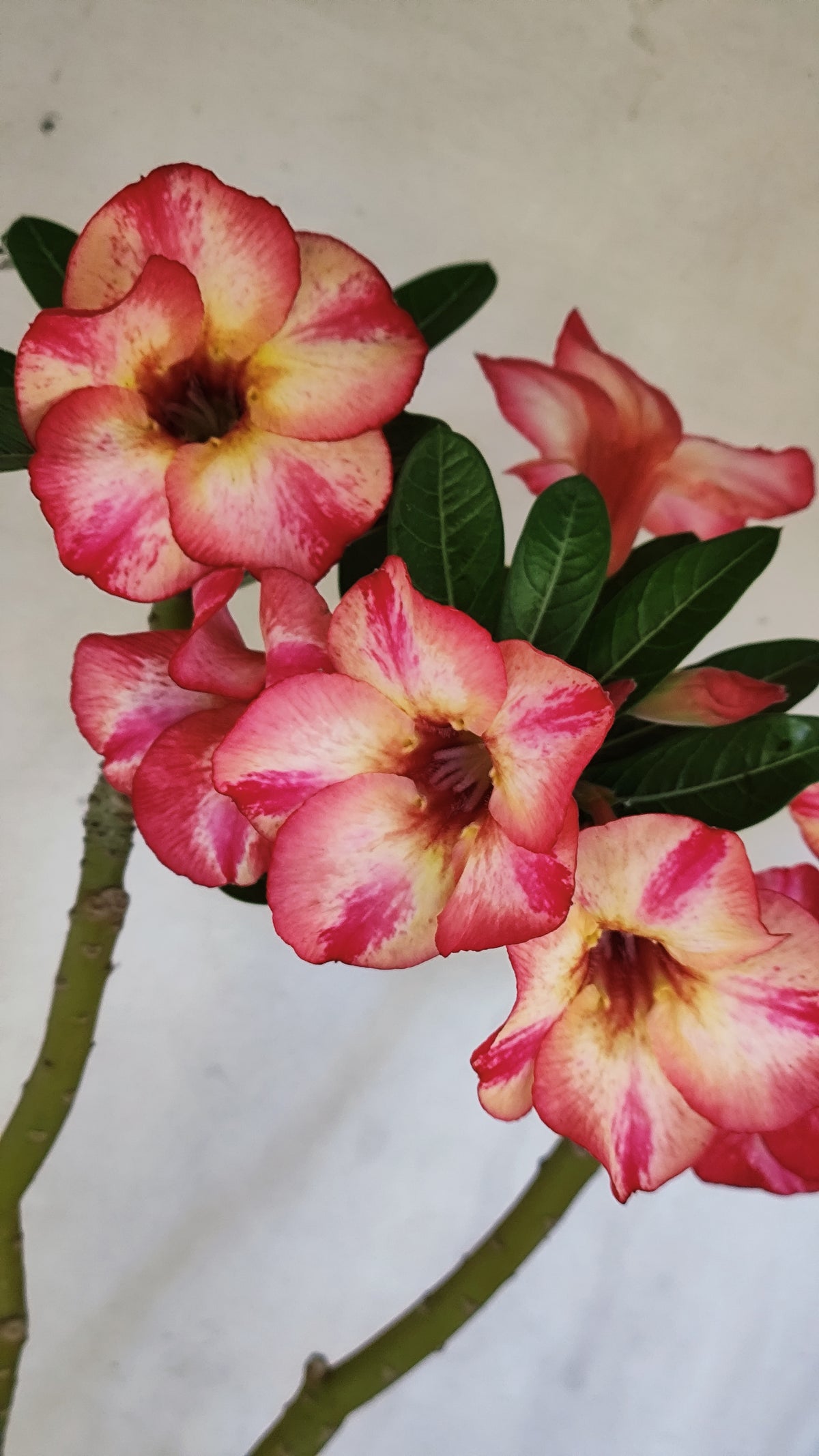 Planta Simples 3691 – 35cm – 03 anos - vaso 15
