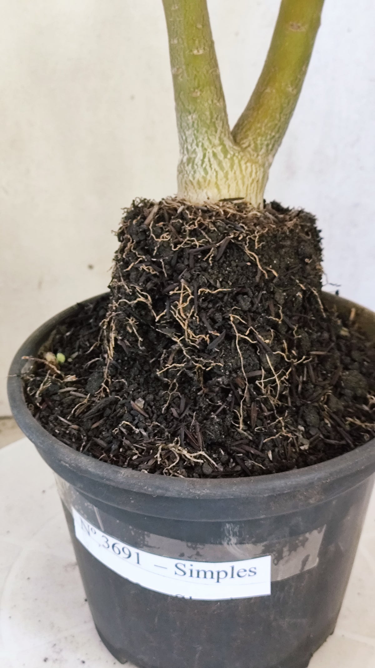 Planta Simples 3691 – 35cm – 03 anos - vaso 15