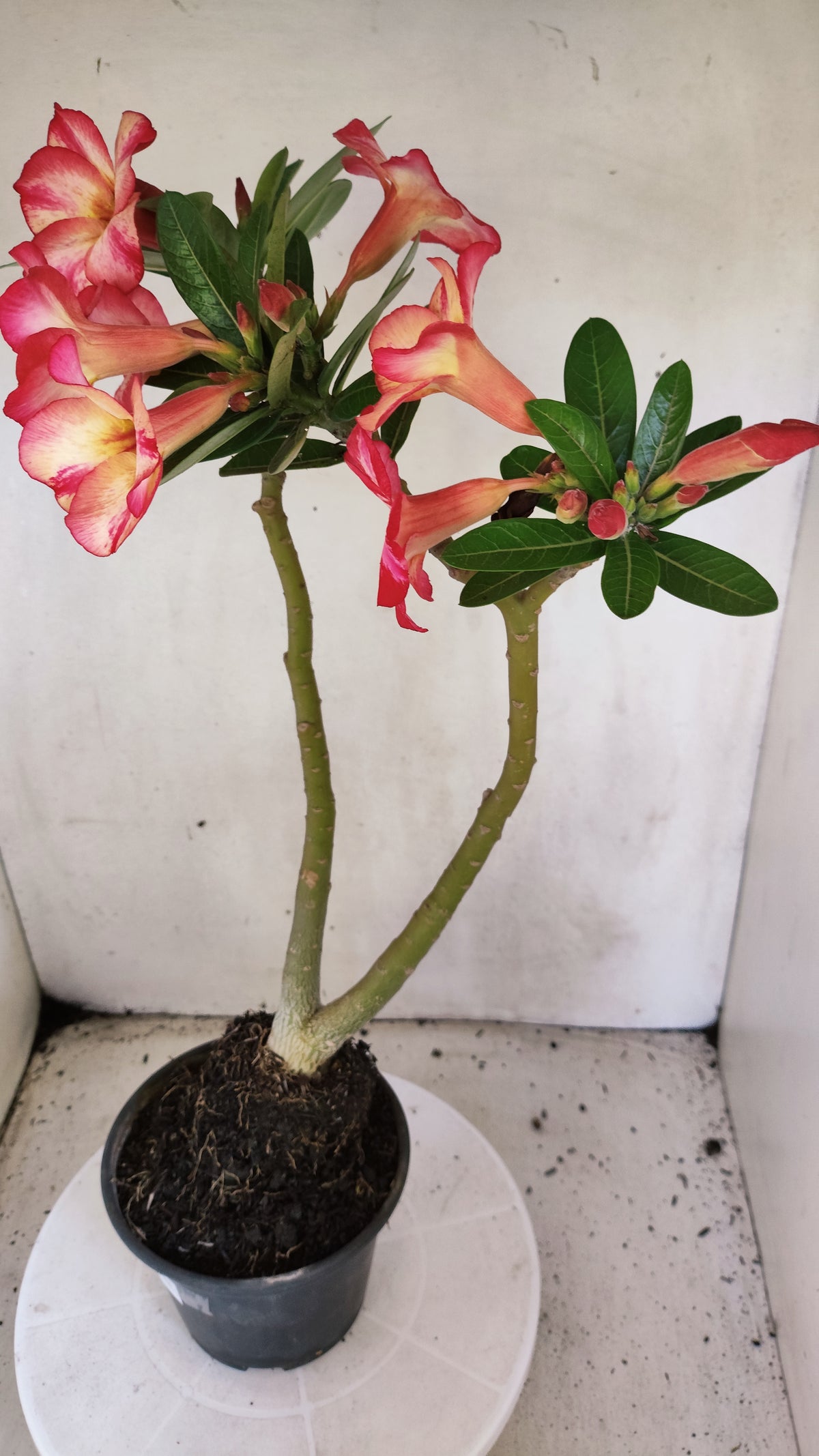 Planta Simples 3691 – 35cm – 03 anos - vaso 15