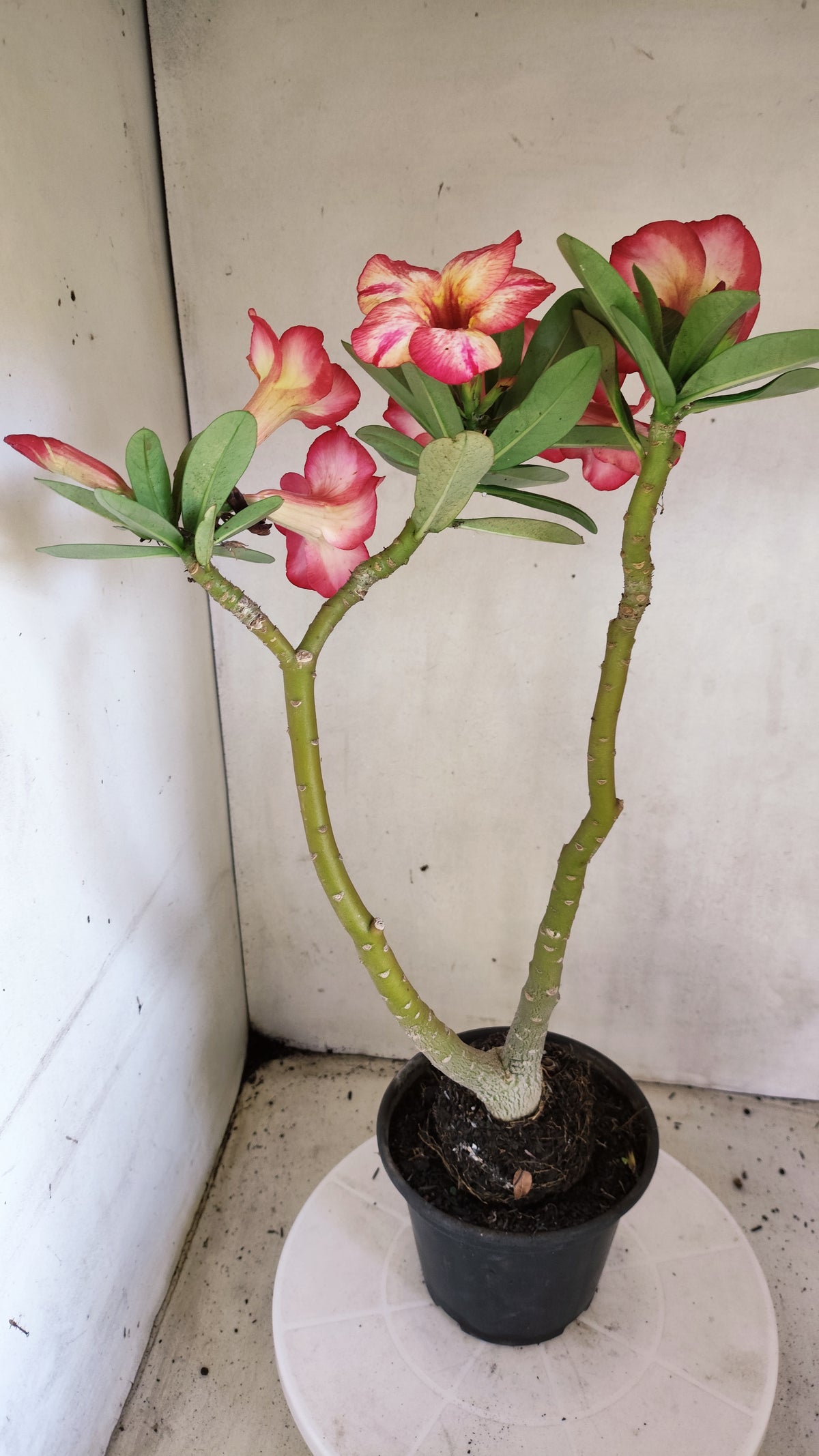 Planta Simples 3691 – 35cm – 03 anos - vaso 15