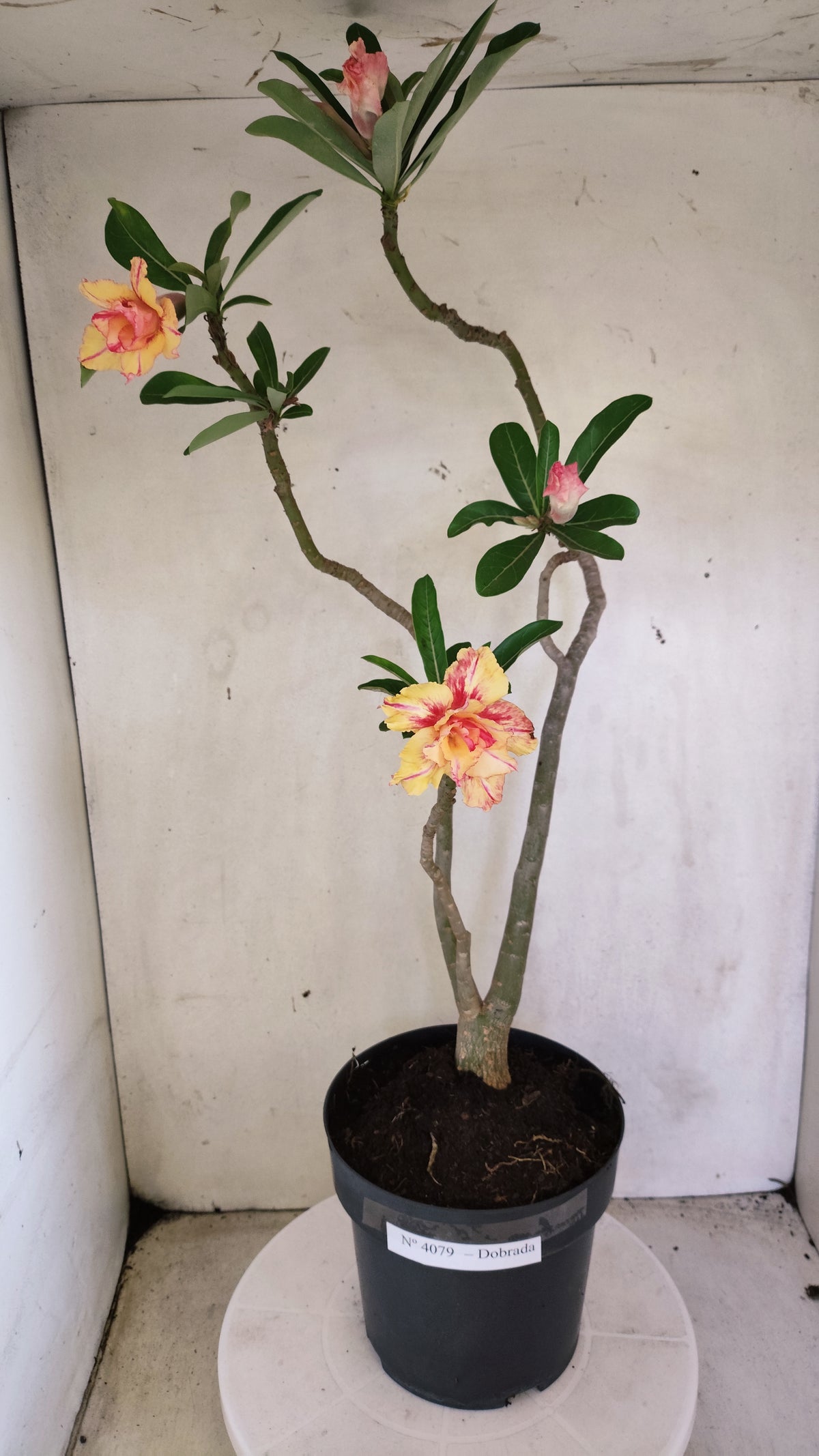 Planta Dobrada 4079 –  50cm – 04 anos - Vaso 17