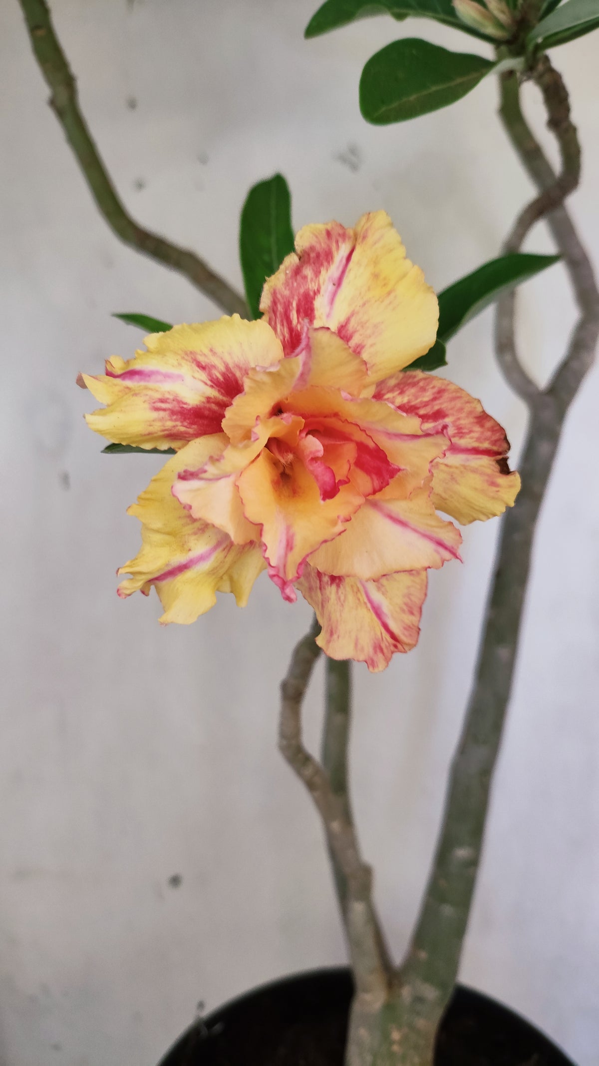 Planta Dobrada 4079 –  50cm – 04 anos - Vaso 17