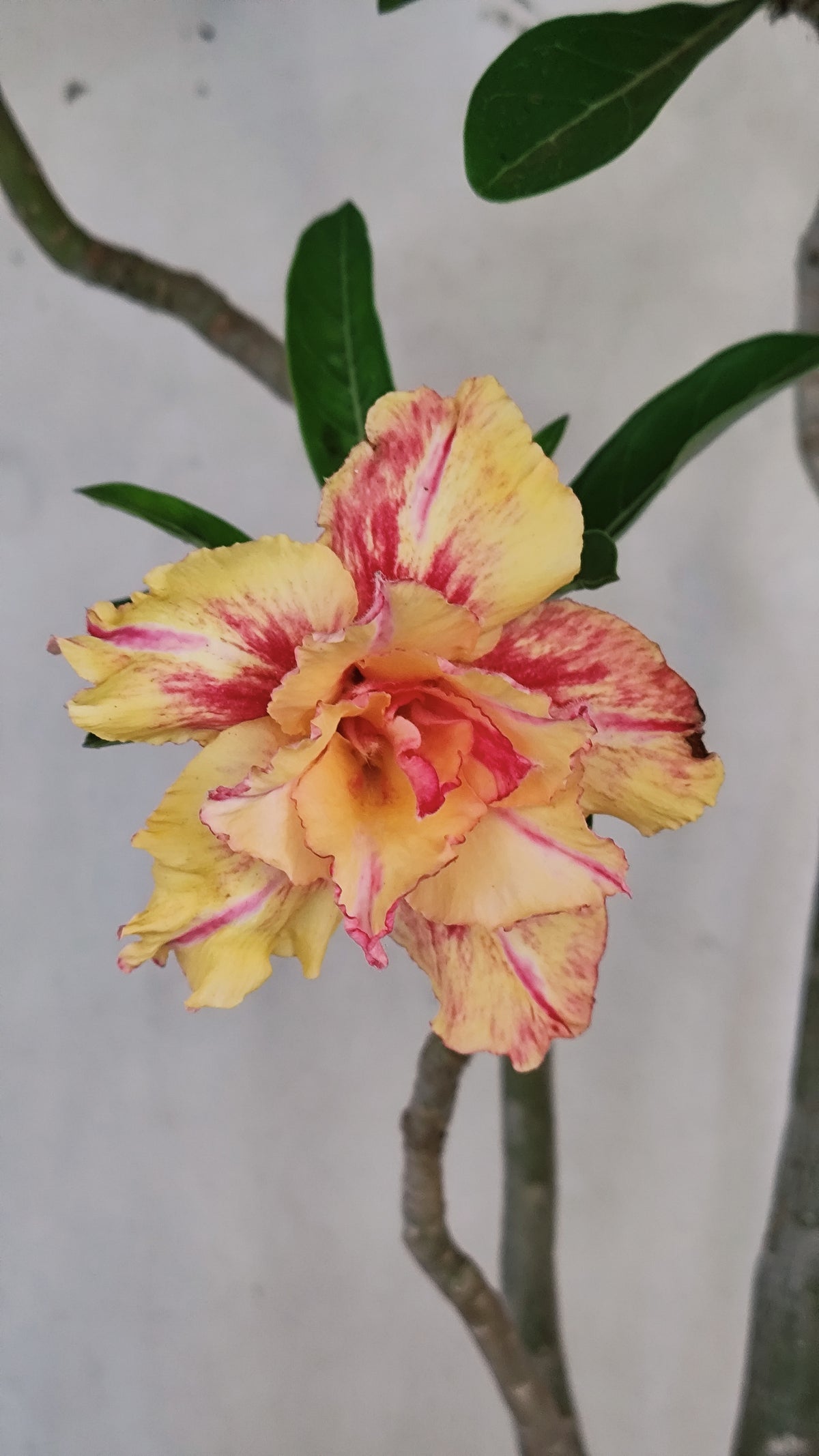 Planta Dobrada 4079 –  50cm – 04 anos - Vaso 17