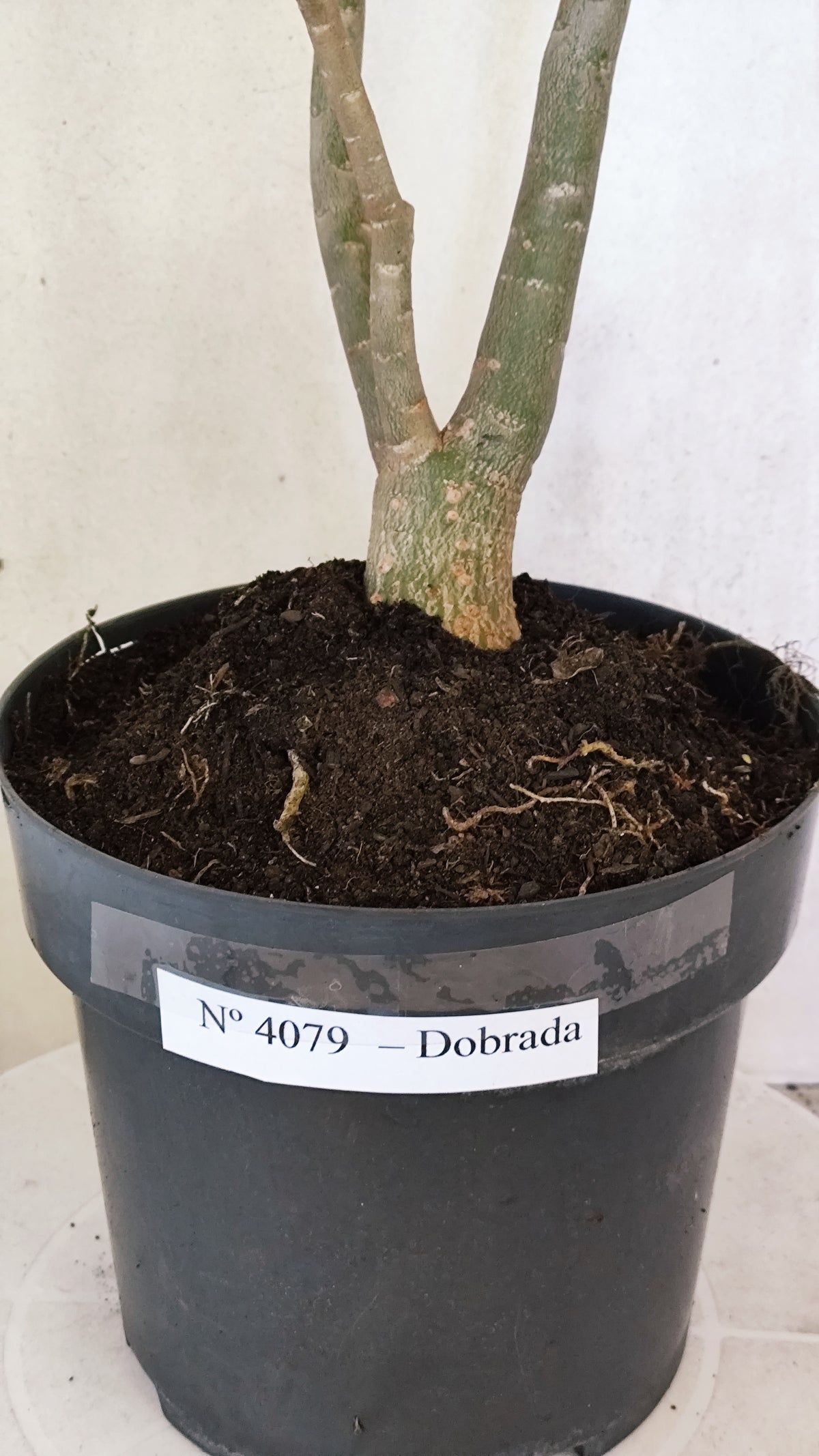 Planta Dobrada 4079 –  50cm – 04 anos - Vaso 17
