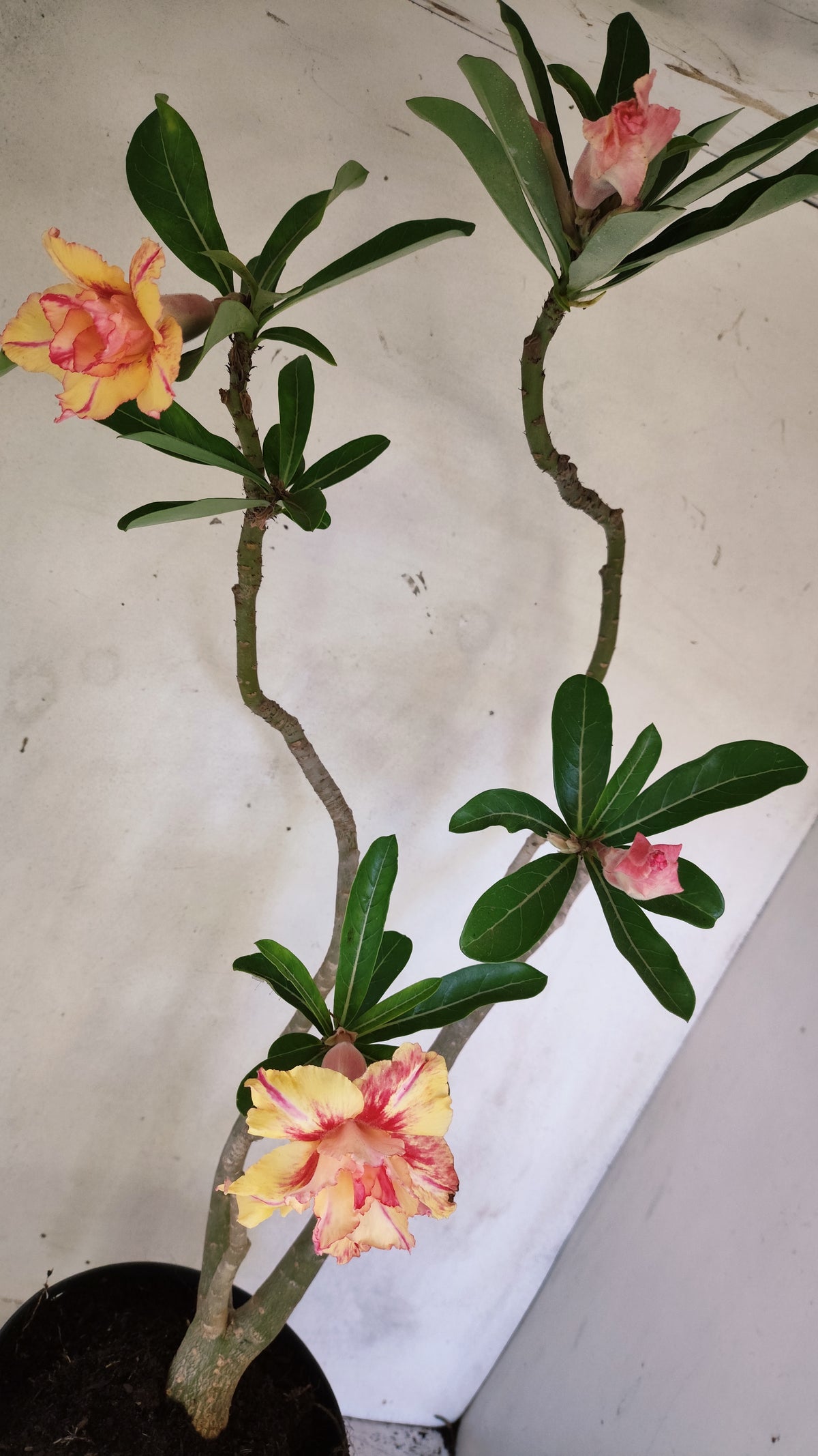 Planta Dobrada 4079 –  50cm – 04 anos - Vaso 17
