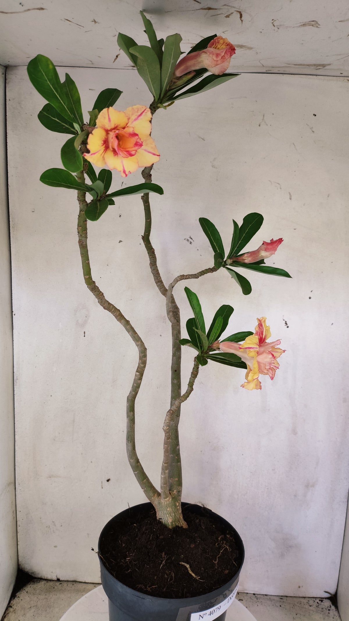 Planta Dobrada 4079 –  50cm – 04 anos - Vaso 17