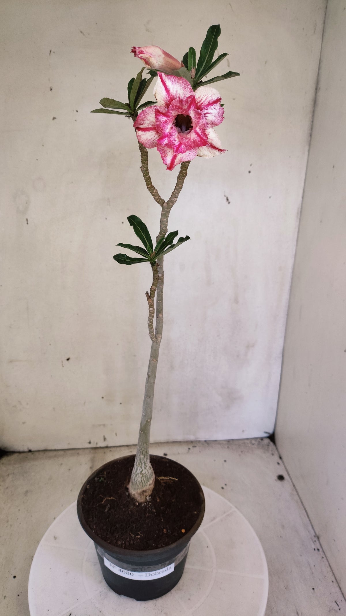 Planta Dobrada 4080 –  30cm – 02 anos - Vaso 15