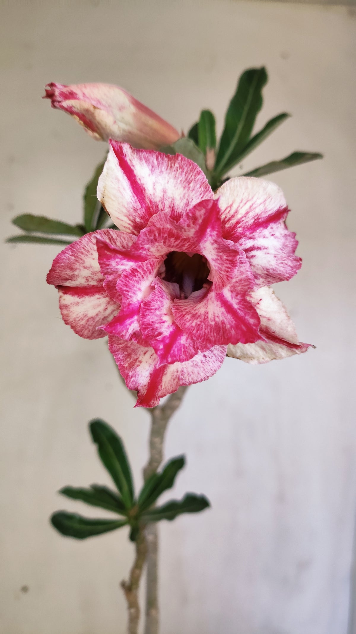 Planta Dobrada 4080 –  30cm – 02 anos - Vaso 15