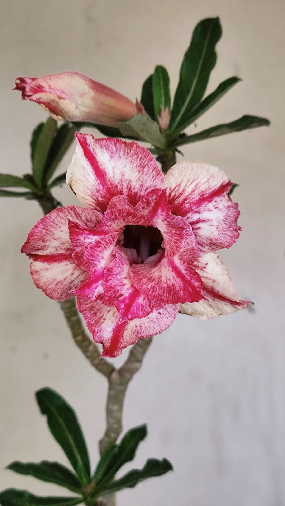 Planta Dobrada 4080 –  30cm – 02 anos - Vaso 15