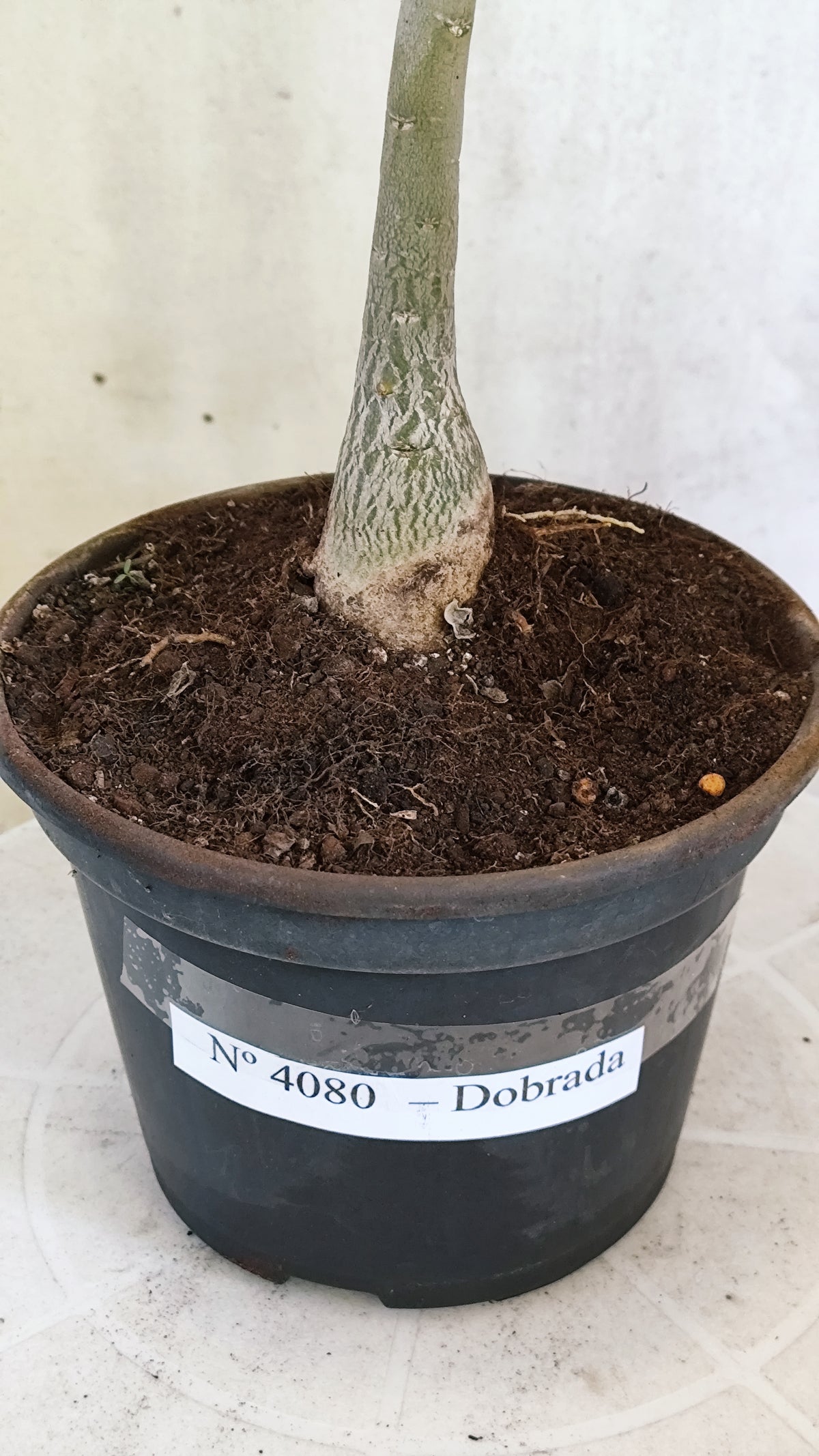 Planta Dobrada 4080 –  30cm – 02 anos - Vaso 15